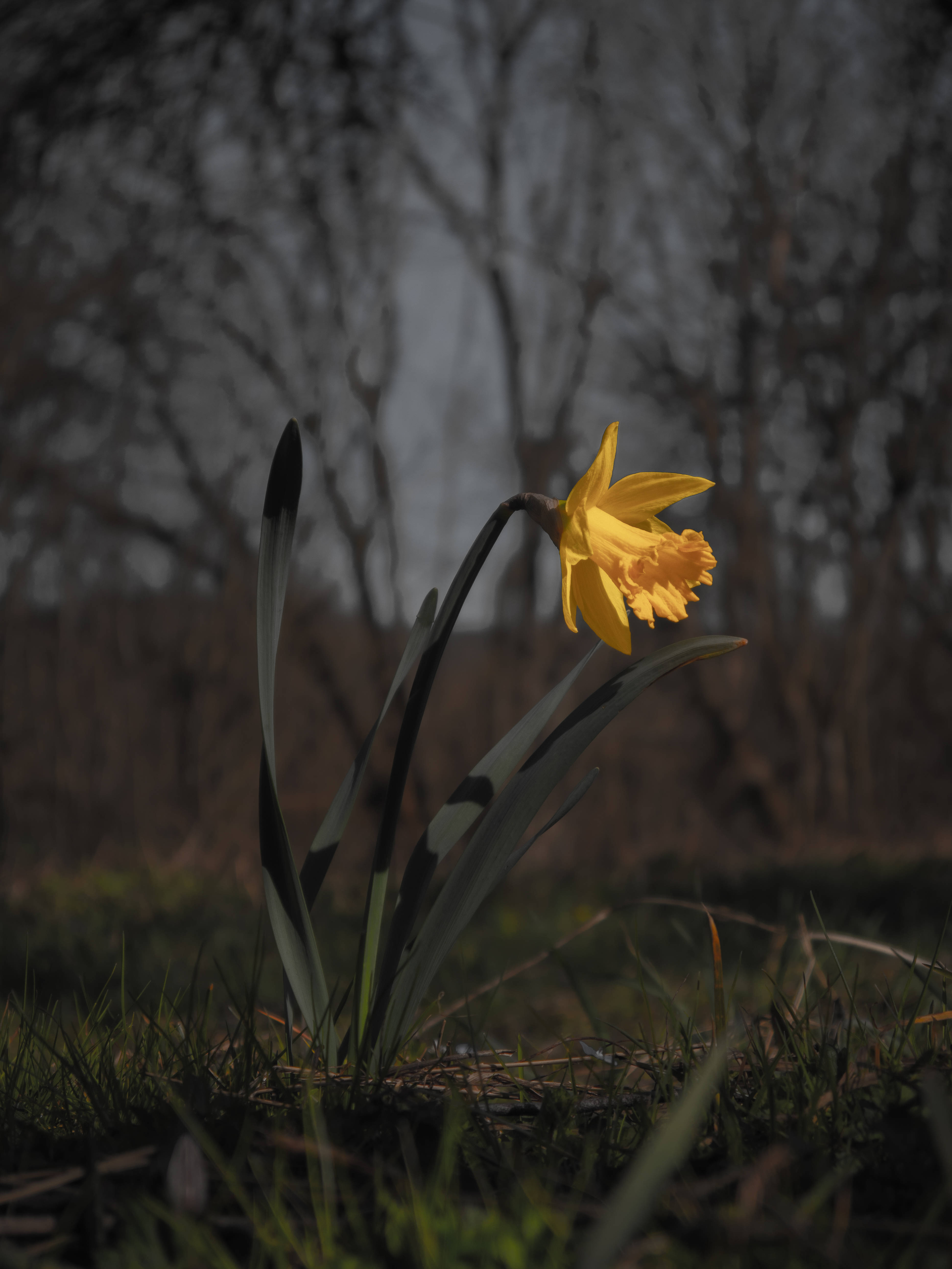 Ua wa Daffodil wa Kiume wa Njano Machweo Picha ya Ukuta