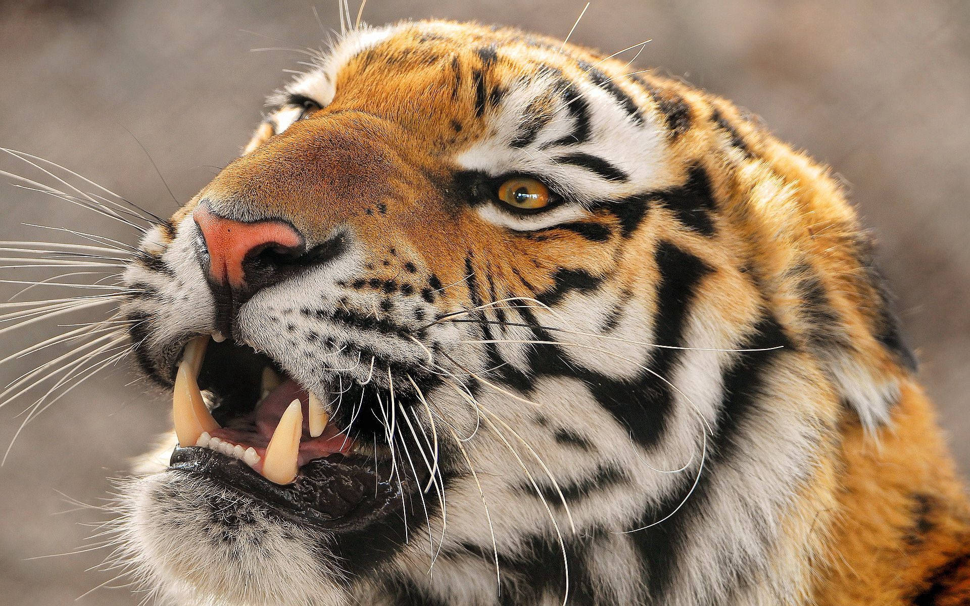 Ukali wa Macho ya Tiger Picha ya Ukuta