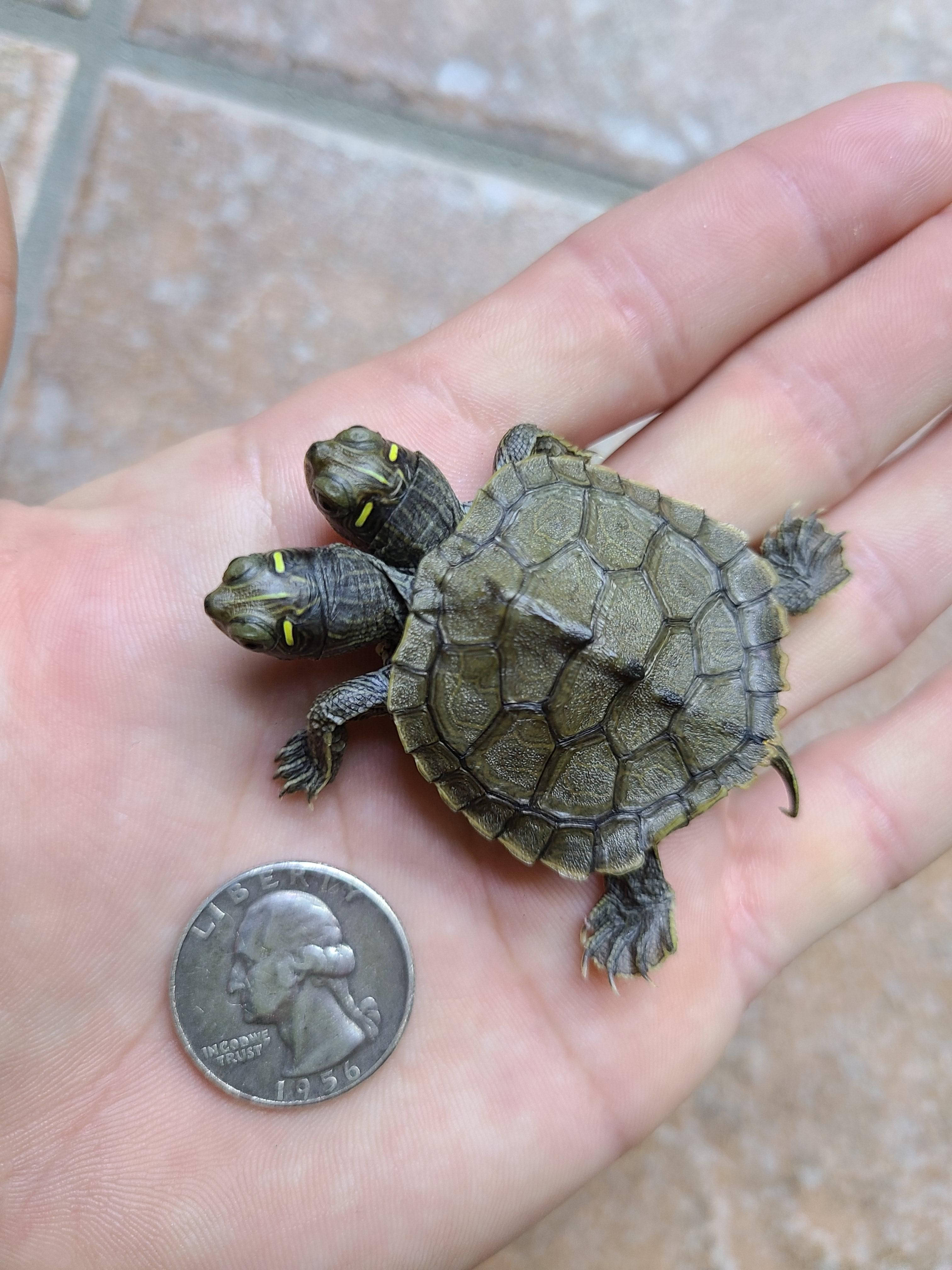 Ukubwa wa Turtle ya Kichwa Mbili ya Mapu ya Peke Picha ya Ukuta