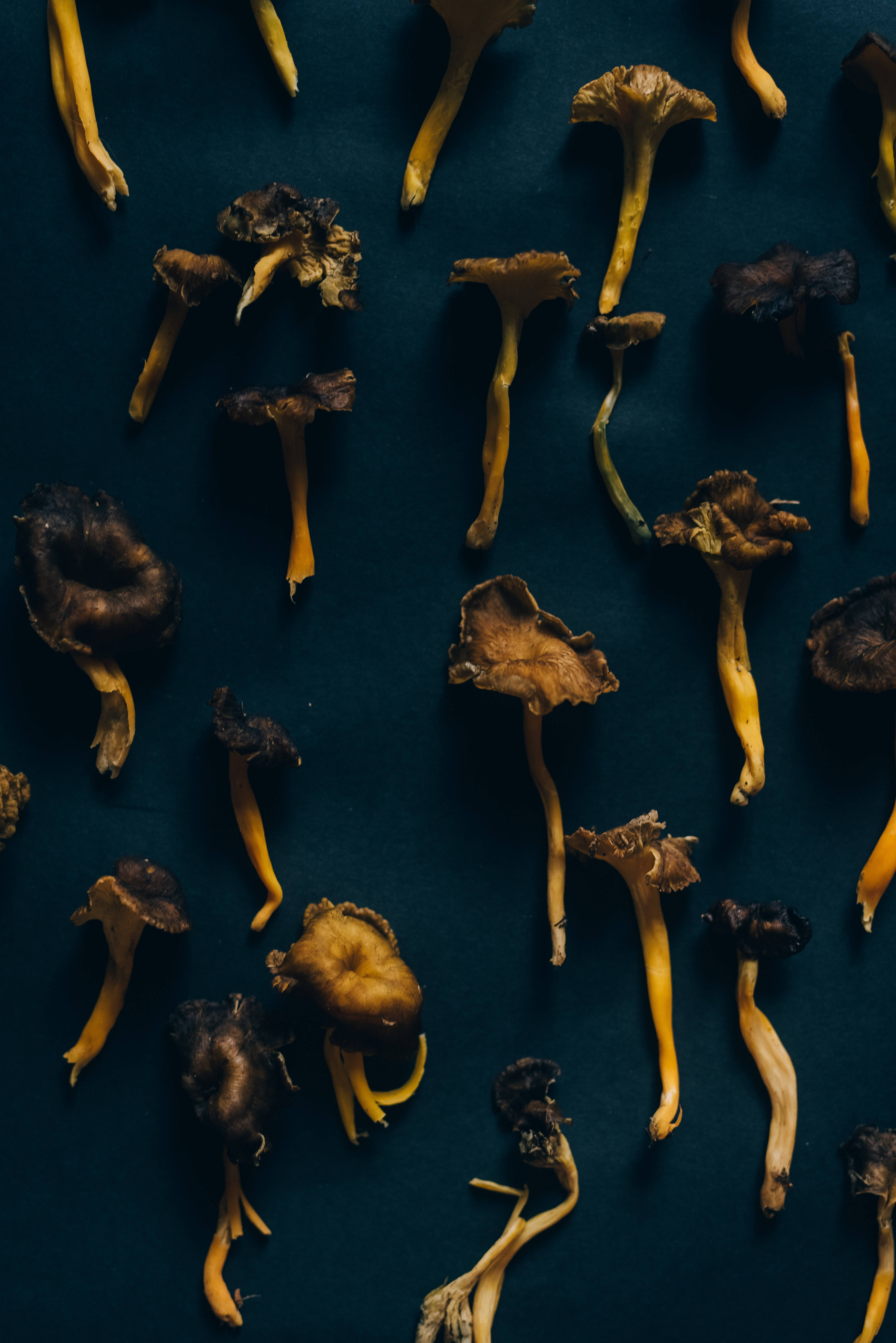 Uondoaji wa Uyoga wa Chanterelle Kwenye Mandhari ya Kina Picha ya Ukuta