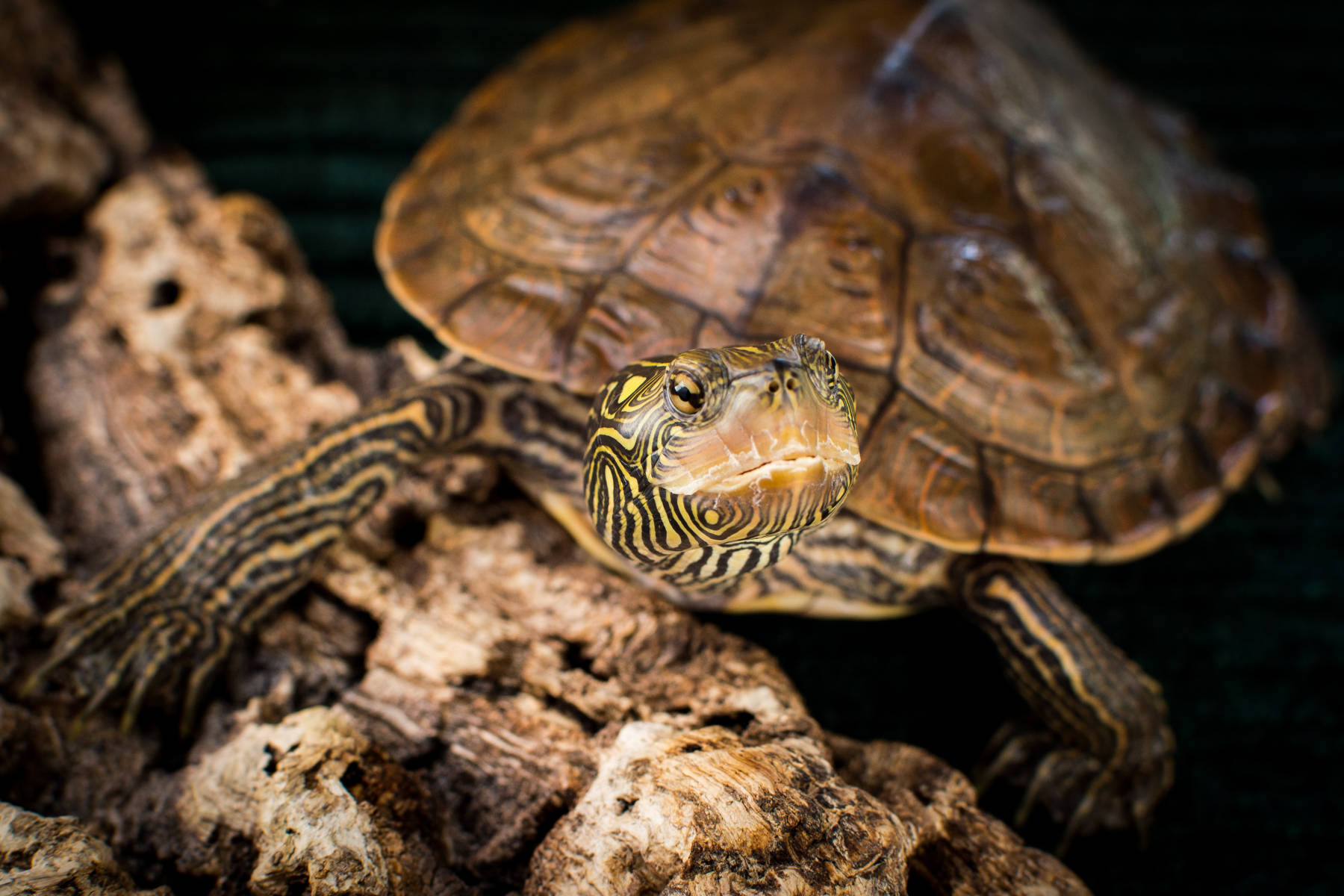 Upande wa Karibu wa Turtle ya Mlima wa Kaskazini Picha ya Ukuta