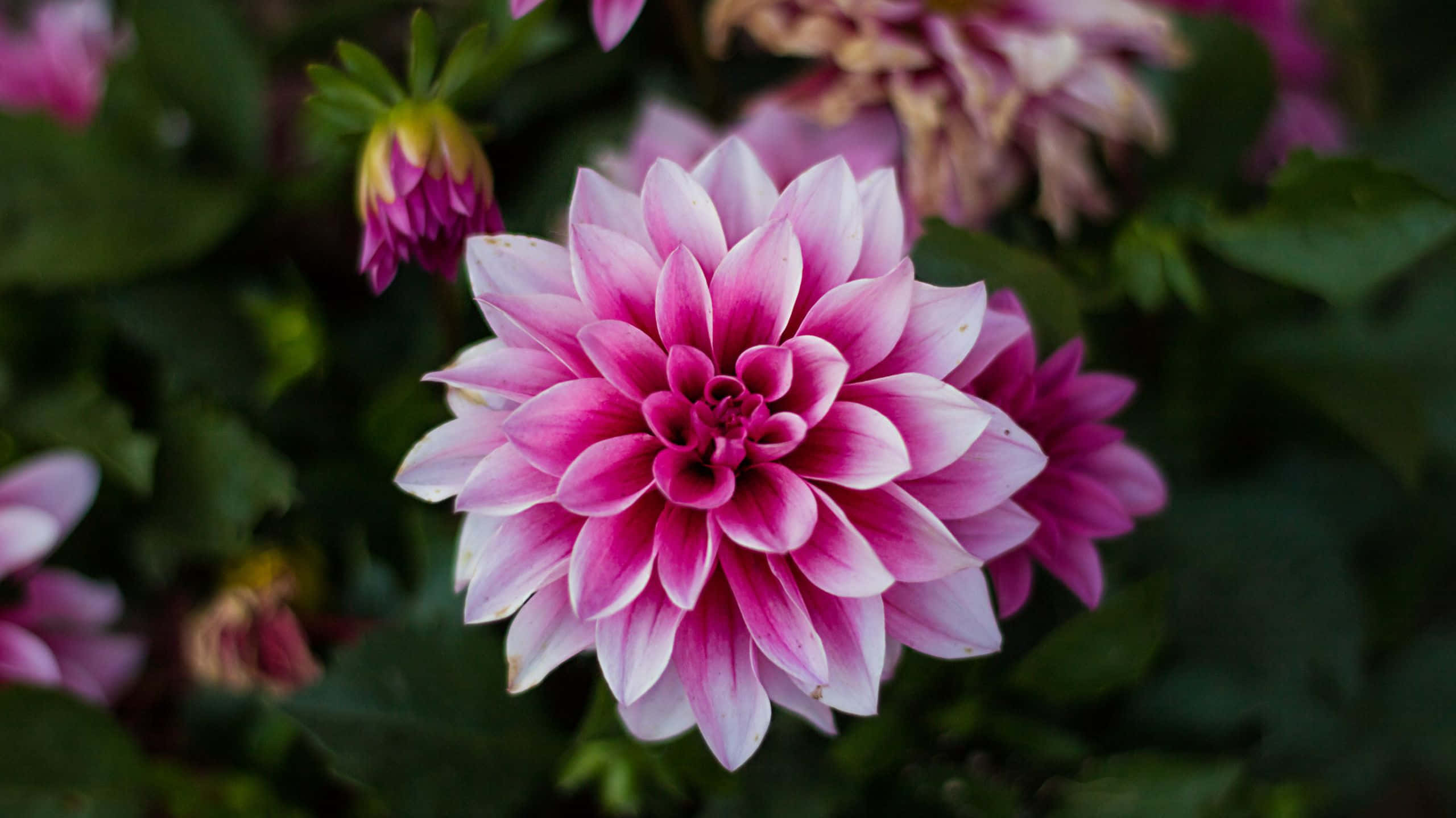 upinde wa karibu wa mawingu ya dahlia ya pinki Picha ya Ukuta