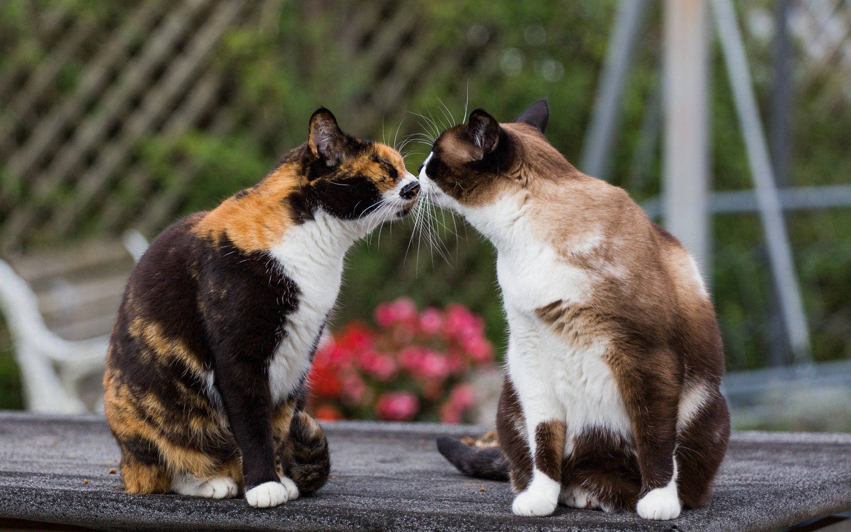 Urafiki hauji kwa maumbo na ukubwa, unakuja kwa upendo mwingi na miororo 🐱 💞 Picha ya Ukuta
