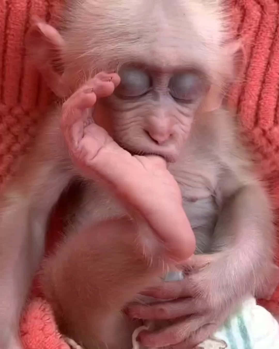 Ushindo wa karibu wa nyani mwenye kuwa mzuri Picha ya Ukuta