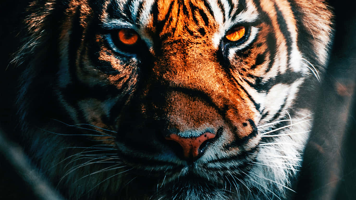 Uso wa Tiger wa India Karibu Picha ya Ukuta
