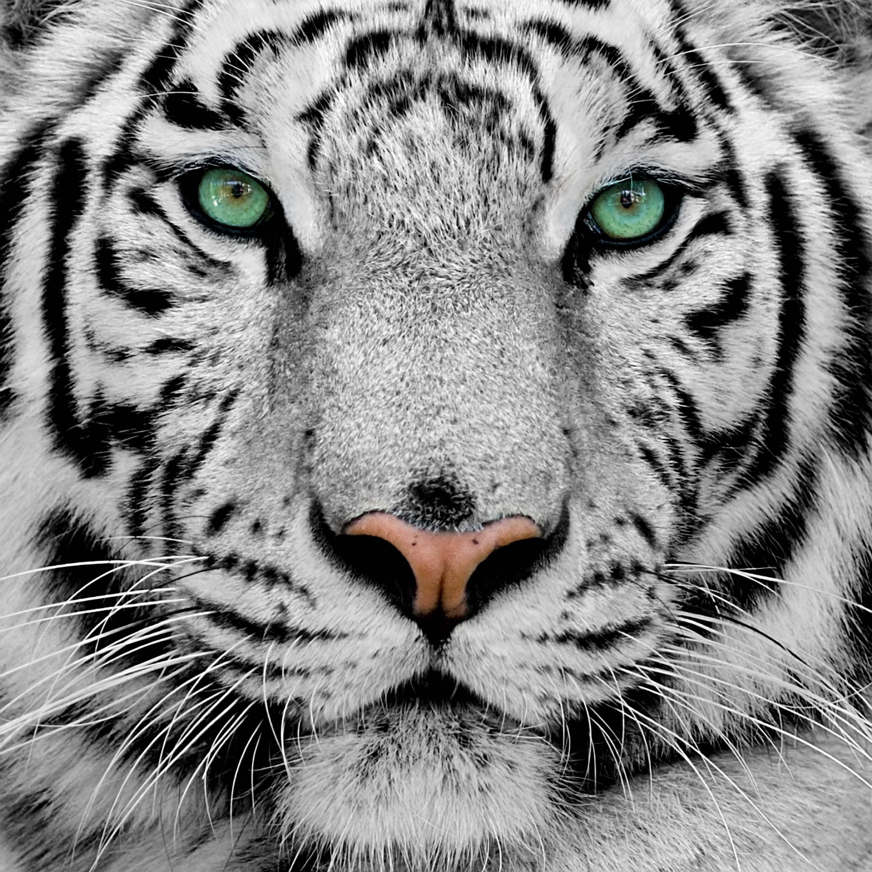 Uso wa Tiger Wenye Jicho la Cyan Picha ya Ukuta