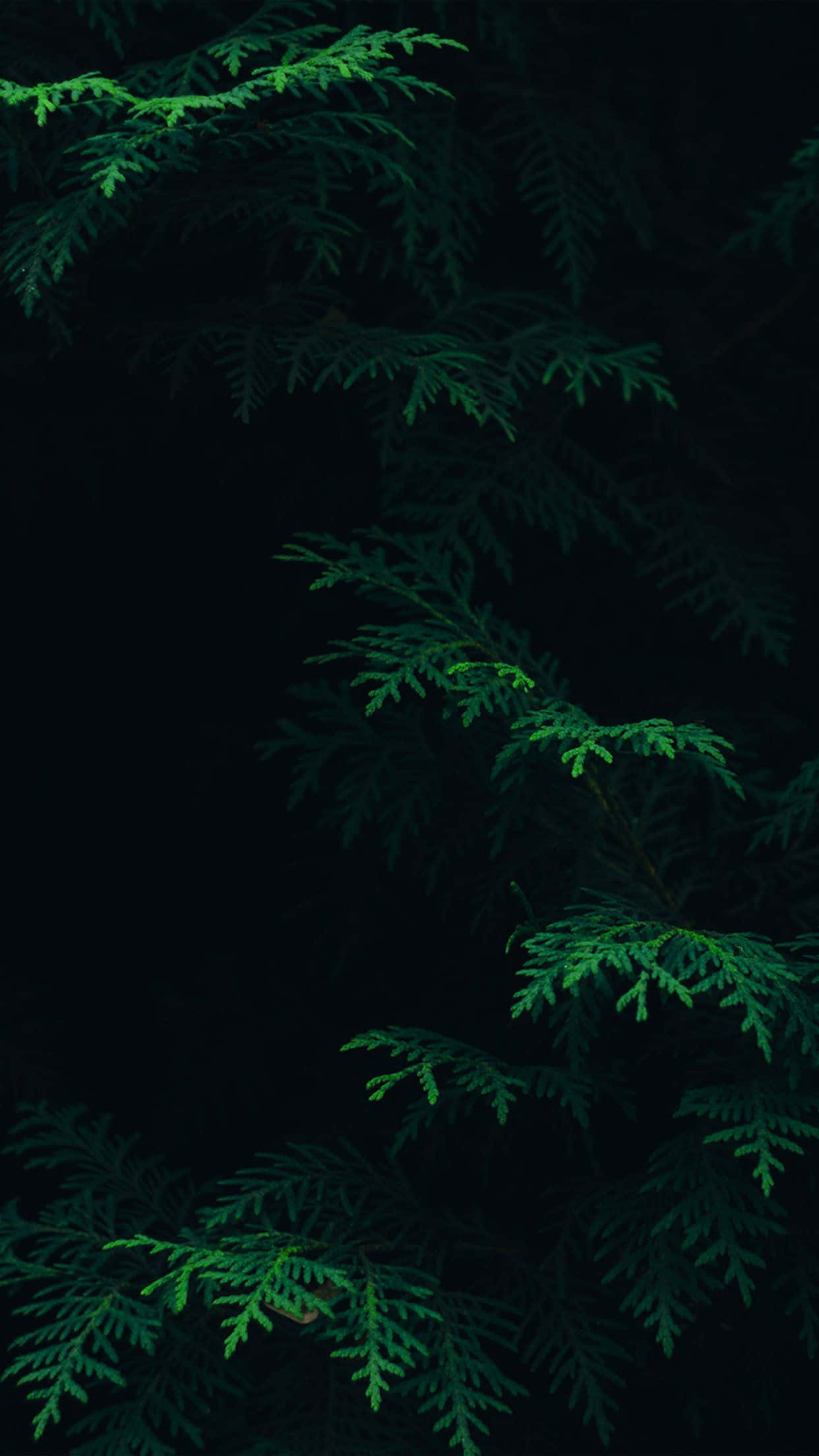 Usuli wa Kijani wa Mwitu wa Gradient wa Aesthetic Picha ya Ukuta