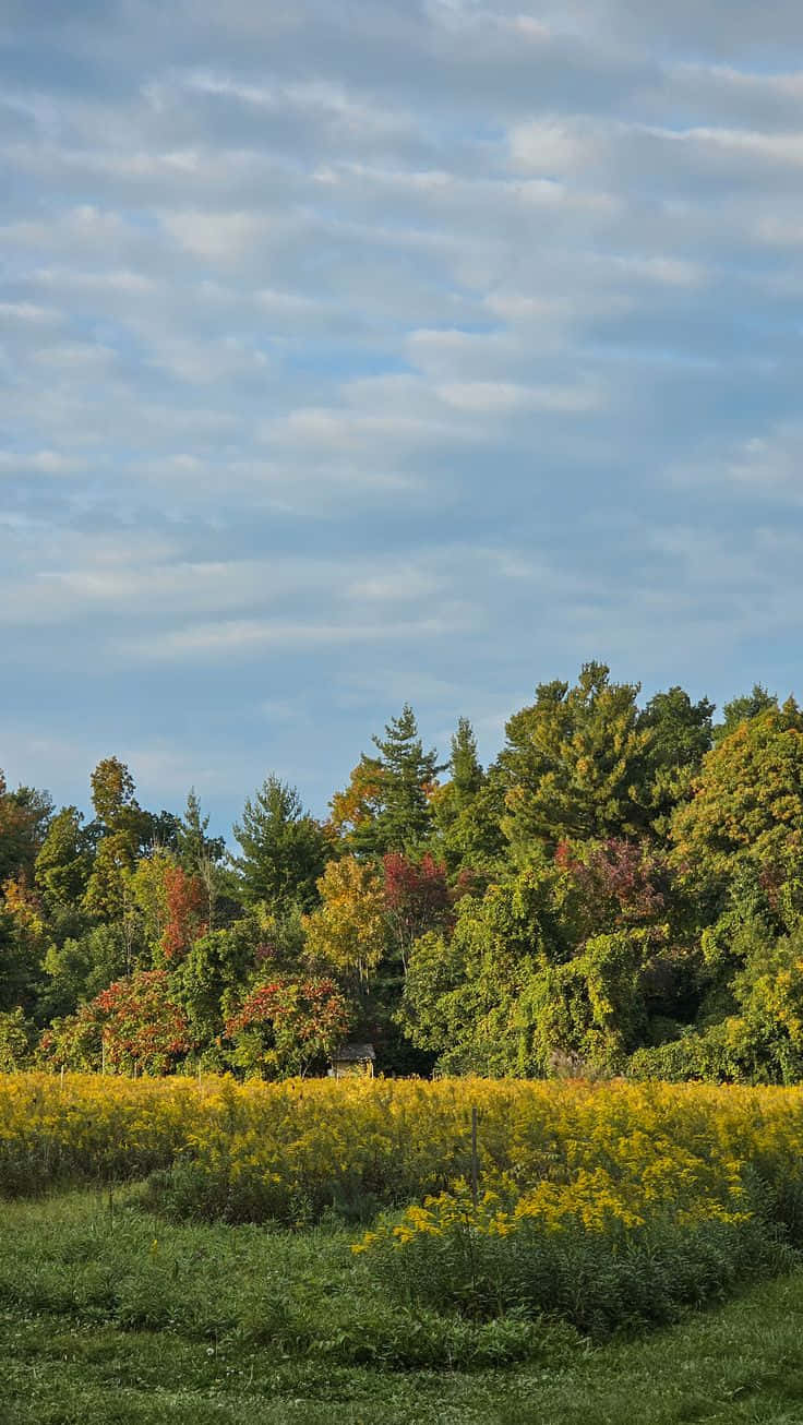 Uwanja wa Autumn na Mstari wa Msitu wa Sama Picha ya Ukuta