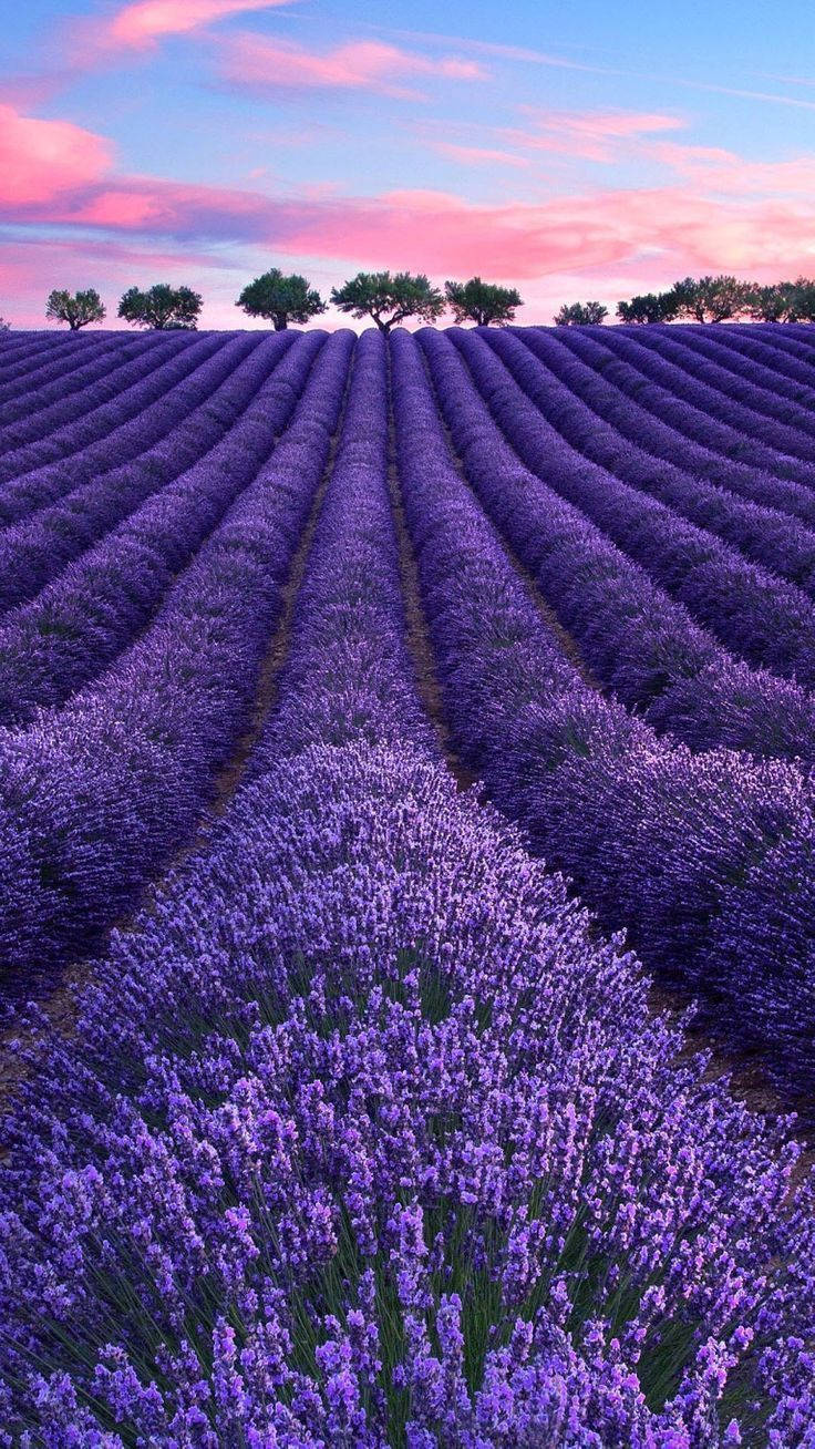 Uwanja wa Lavender, Miti, na Mawingu ya Pink Picha ya Ukuta