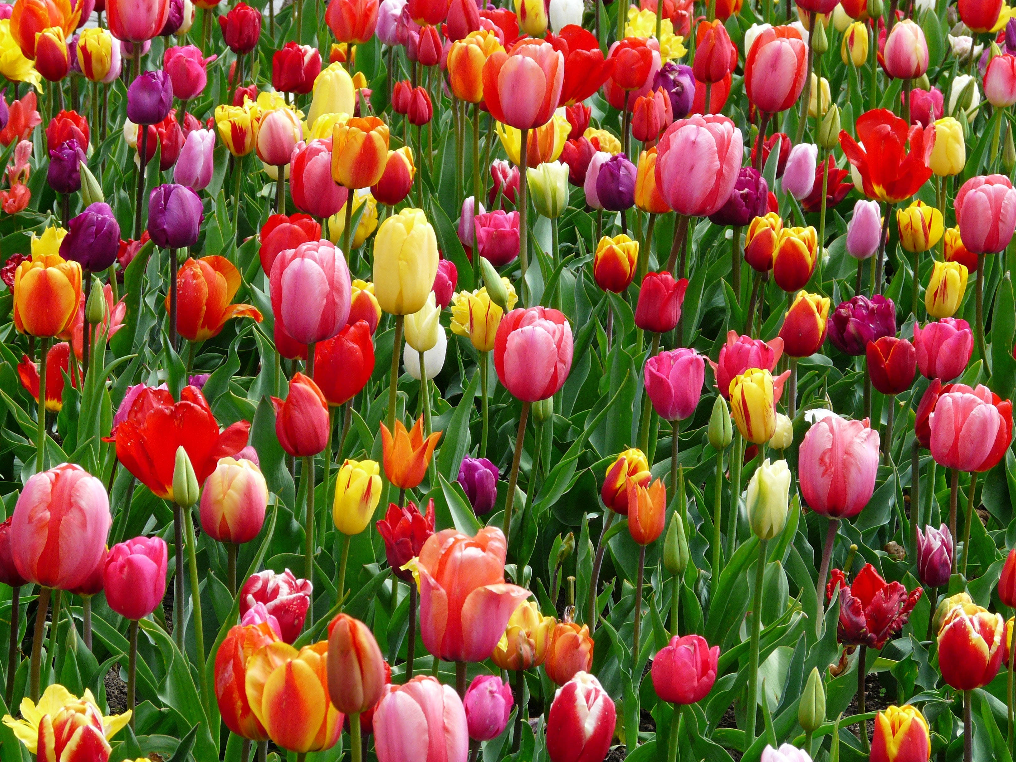 Uwanja Wenye Maua ya Tulip Yenye Rangi Mbalimbali Picha ya Ukuta