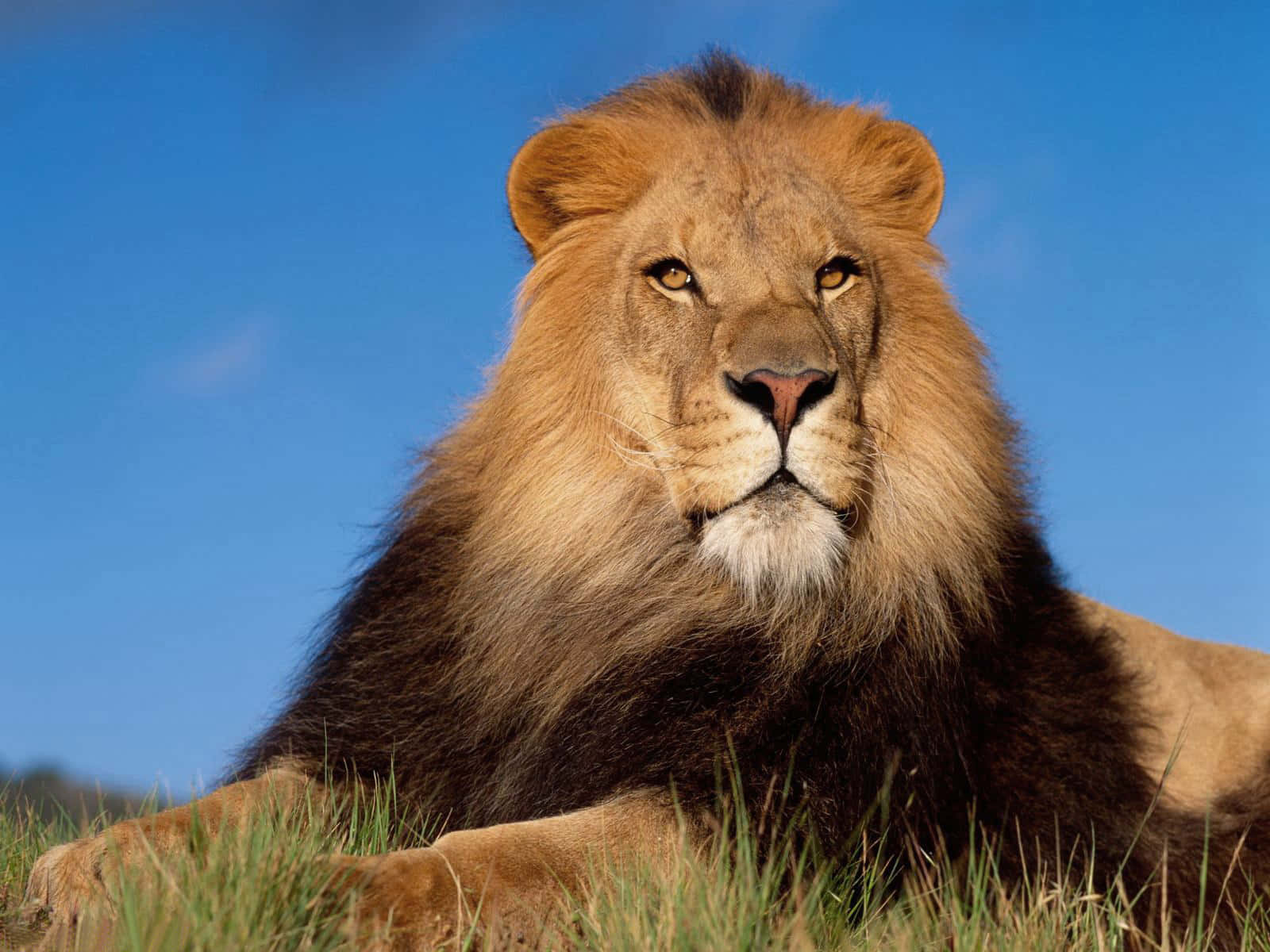 Uwezo wa Simba Mwongo Picha ya Ukuta