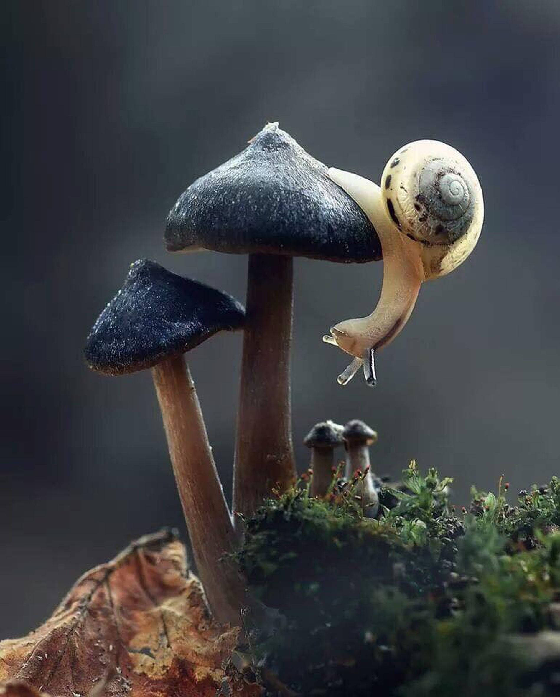 Uyoga wa Snail na Uyoga wa Bluu Picha ya Ukuta