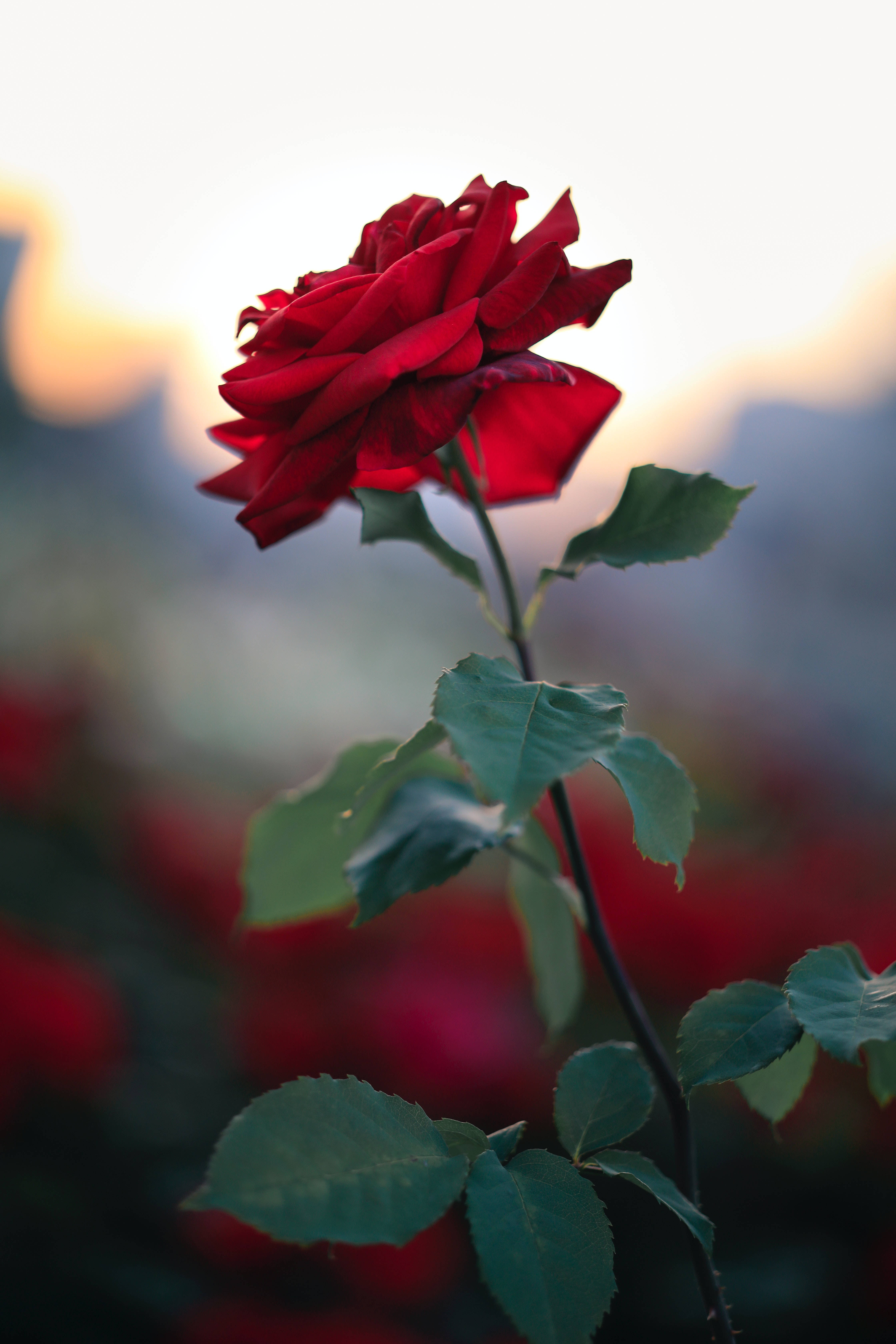 Uzio Uliyofanywa Kwa Uangalifu wa Rose Aesthetic Picha ya Ukuta