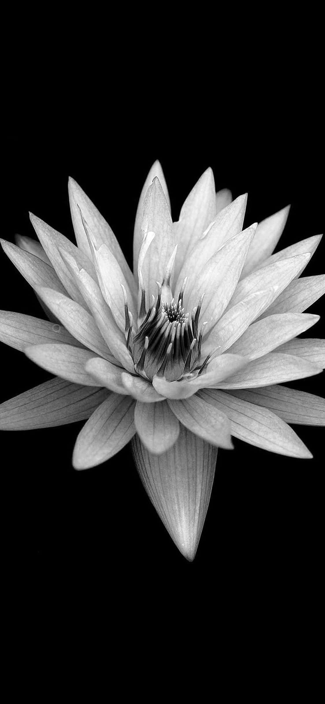 Beauty in Contrast - A Perfect Combination Picha ya Ukuta