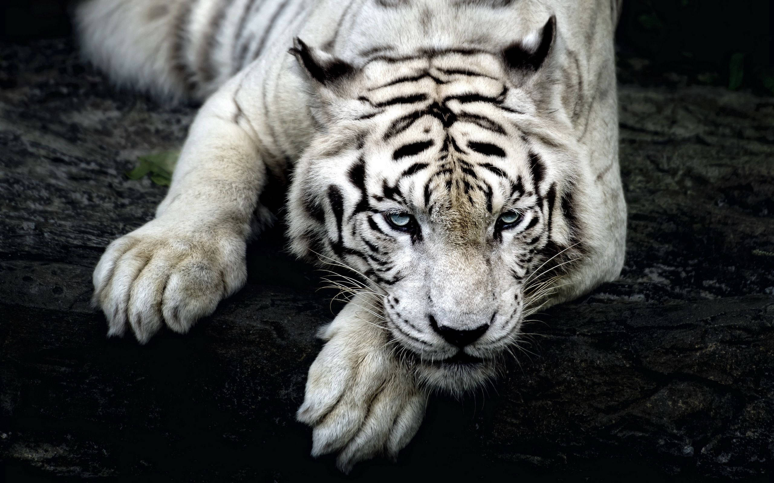 Uzuri Unapumzika - Tiger Albino Mwenye Fahari Picha ya Ukuta