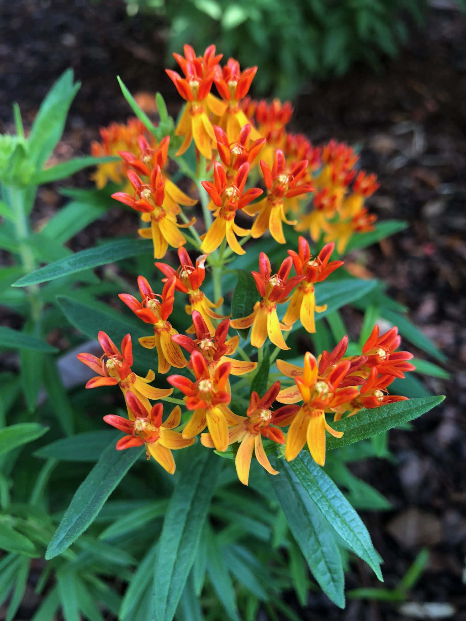 Uzuri wa Butterfly Weed Picha ya Ukuta