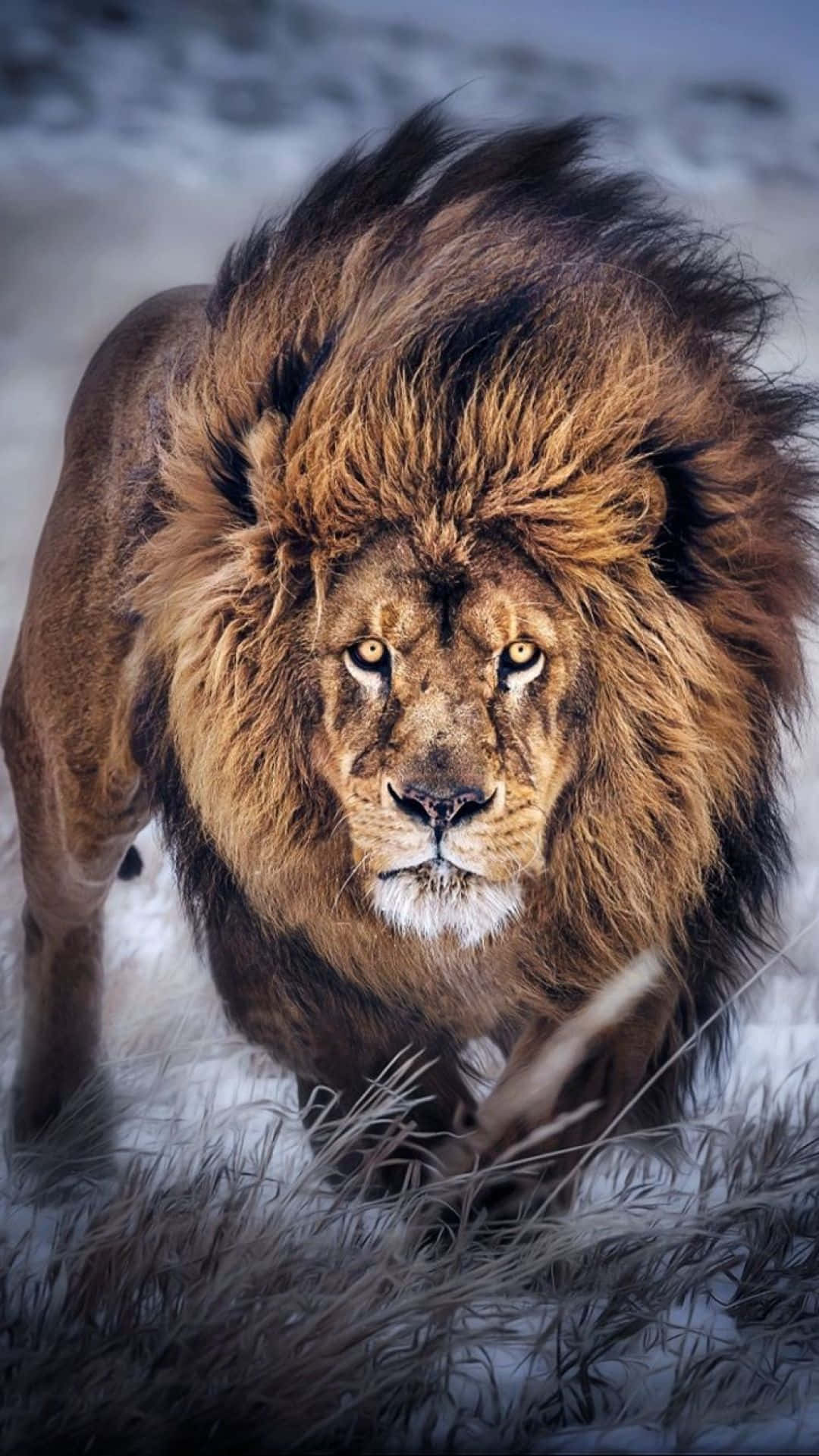 Uzuri wa Kiburi cha Simba Picha ya Ukuta