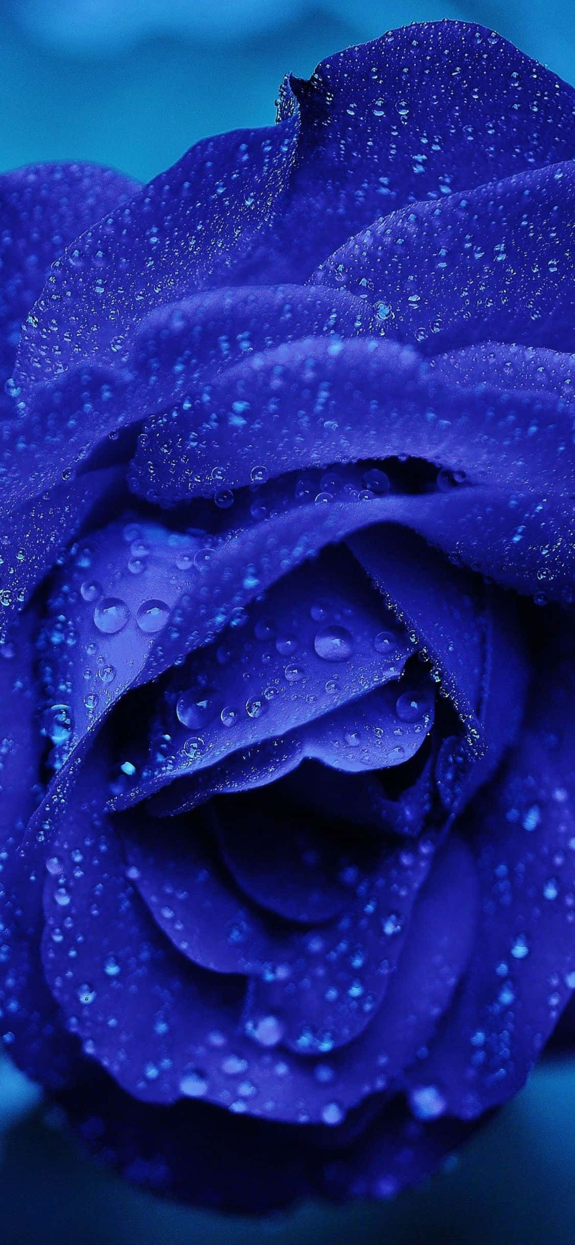 Uzuri wa Kina wa Abstract Rose ya Bluu Mwitu Picha ya Ukuta