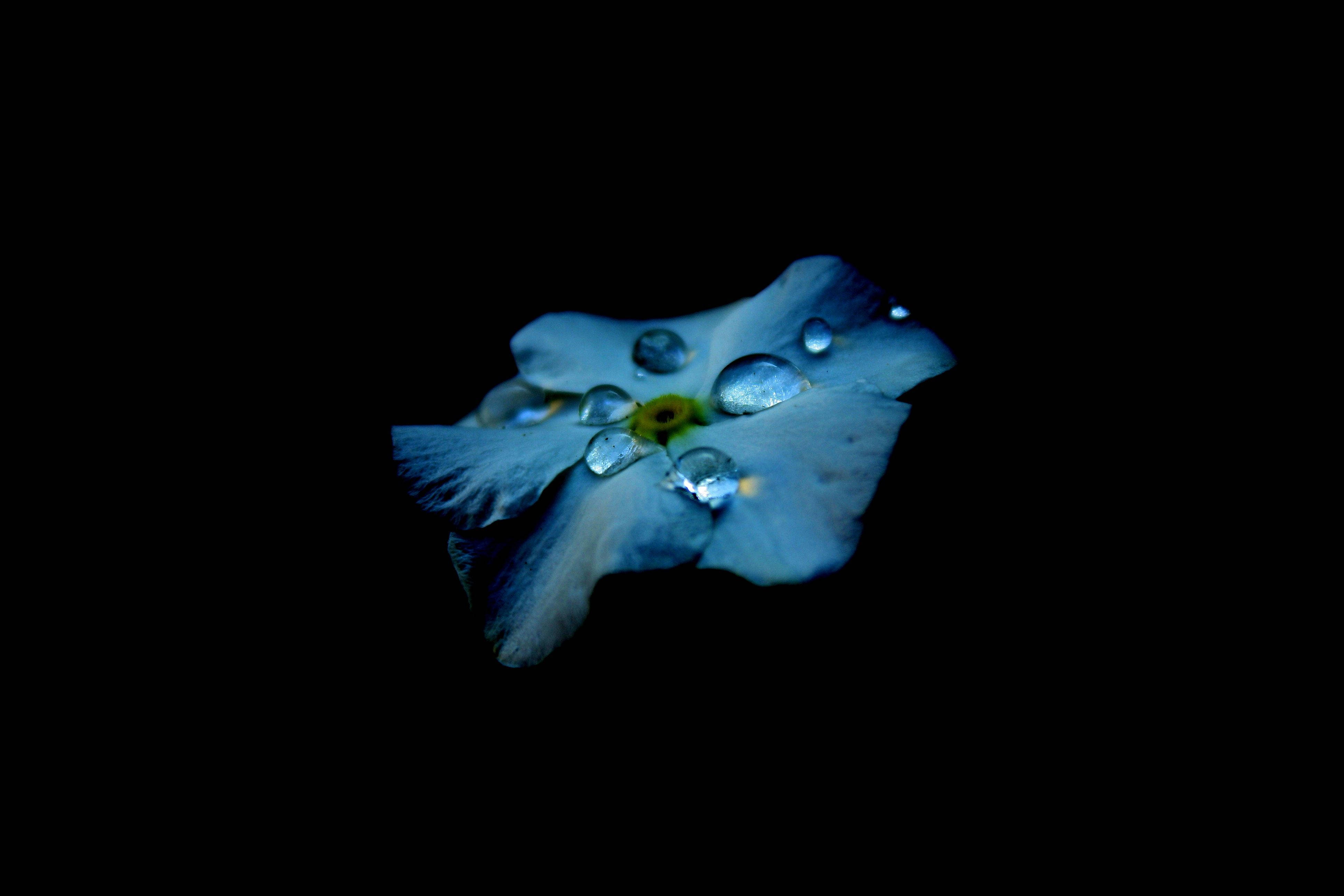 Uzuri wa Maisha Yaliyofichwa Kupitia Droplets za Mwezi wa AMOLED wa Bluu Picha ya Ukuta