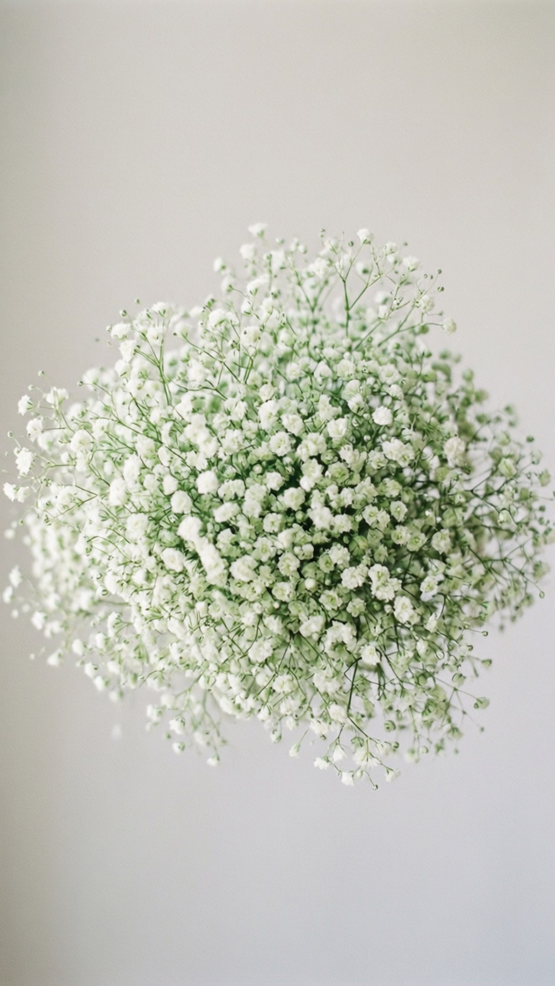 Uzuri wa Maua ya Baby's Breath Picha ya Ukuta