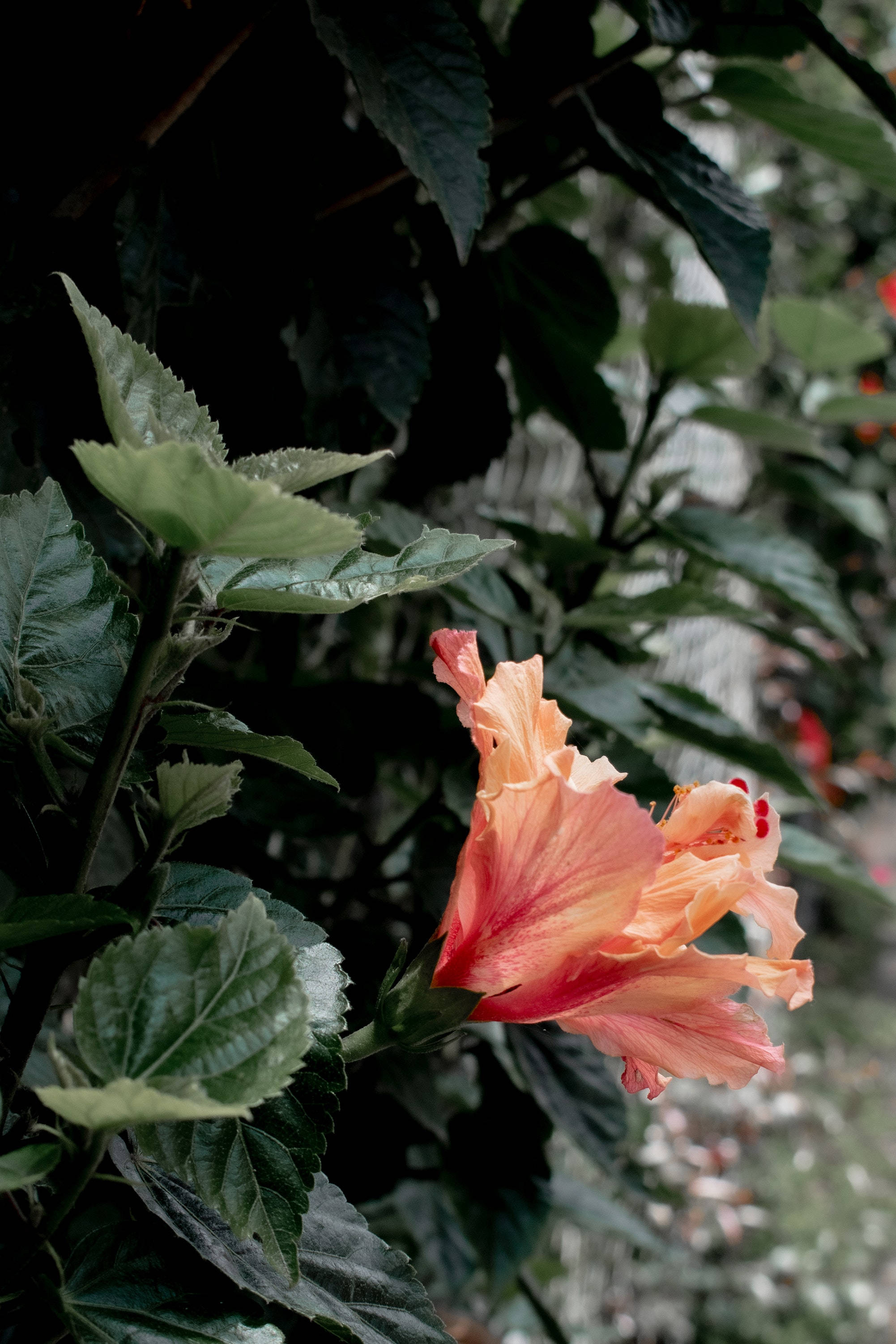 Uzuri wa Maua ya Hibiscus Picha ya Ukuta