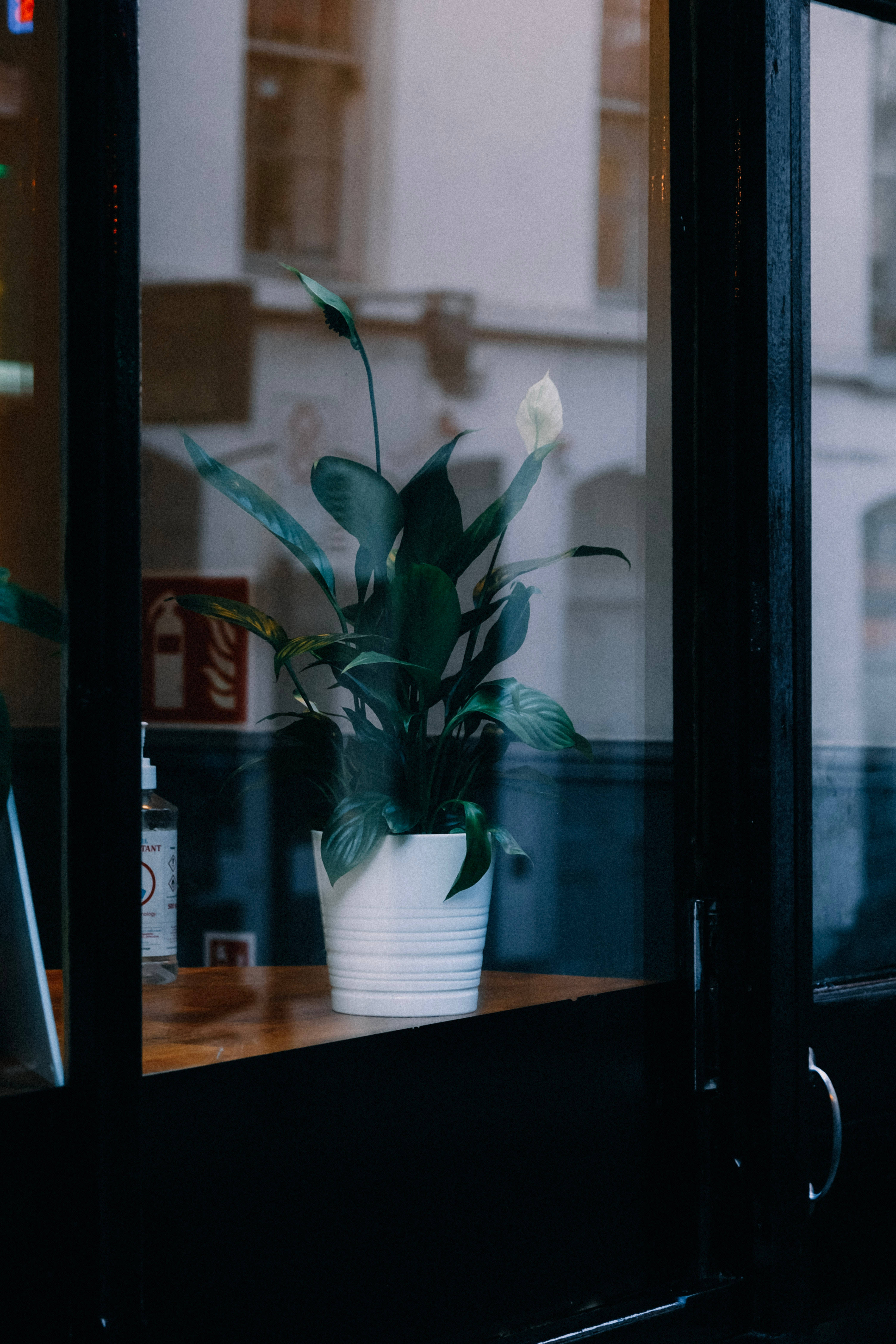 Uzuri wa Mimea ya Peace Lily Picha ya Ukuta