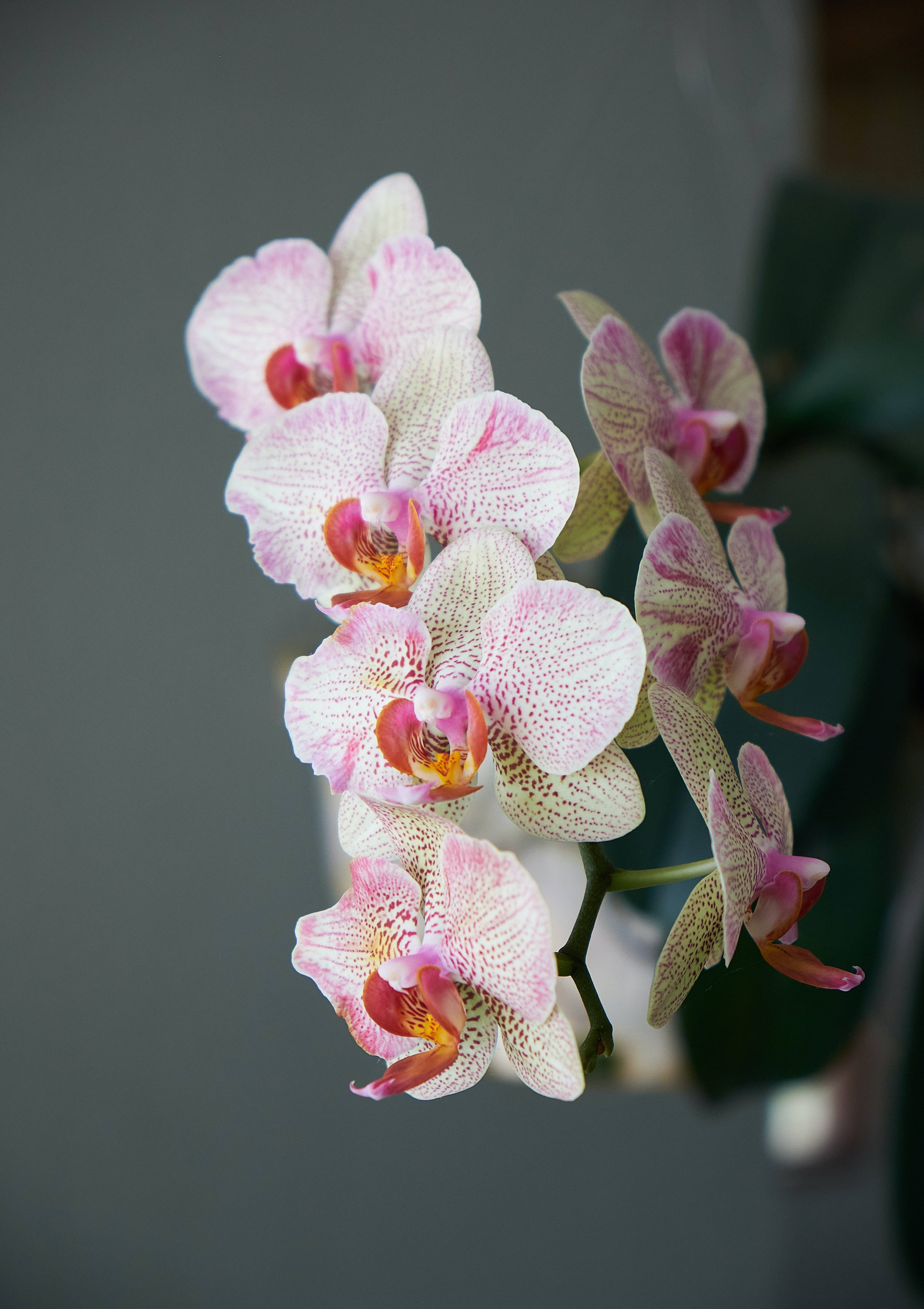 Uzuri wa Mwani wa Orchid Picha ya Ukuta