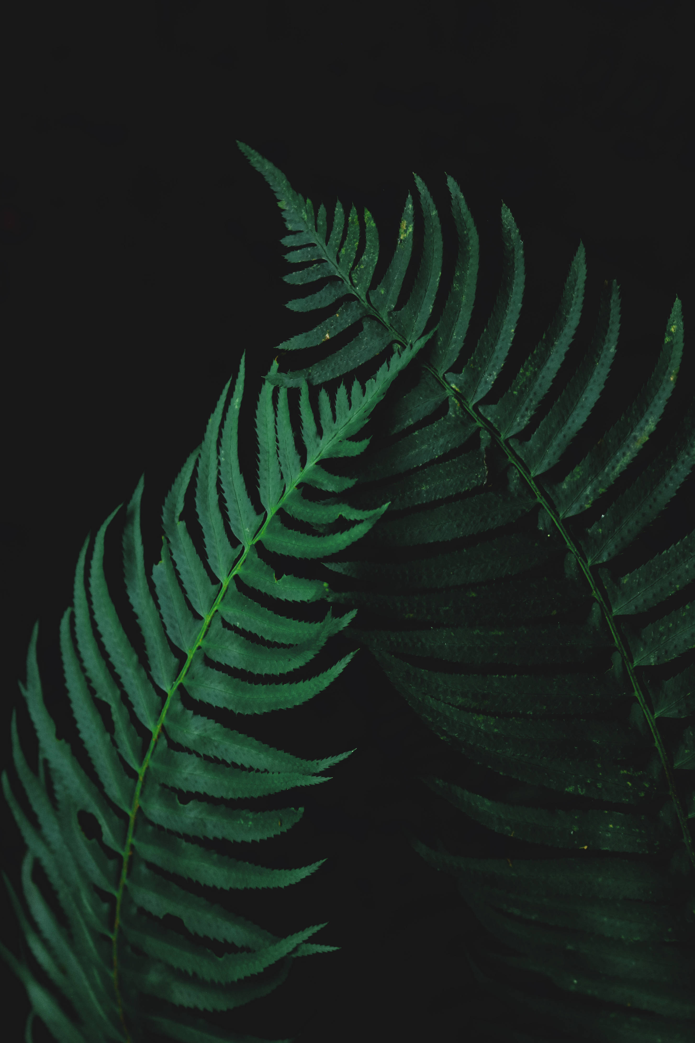 Uzuri wa Natura unazidiwa katika mabwata haya ya fern yenye nguvu. Picha ya Ukuta