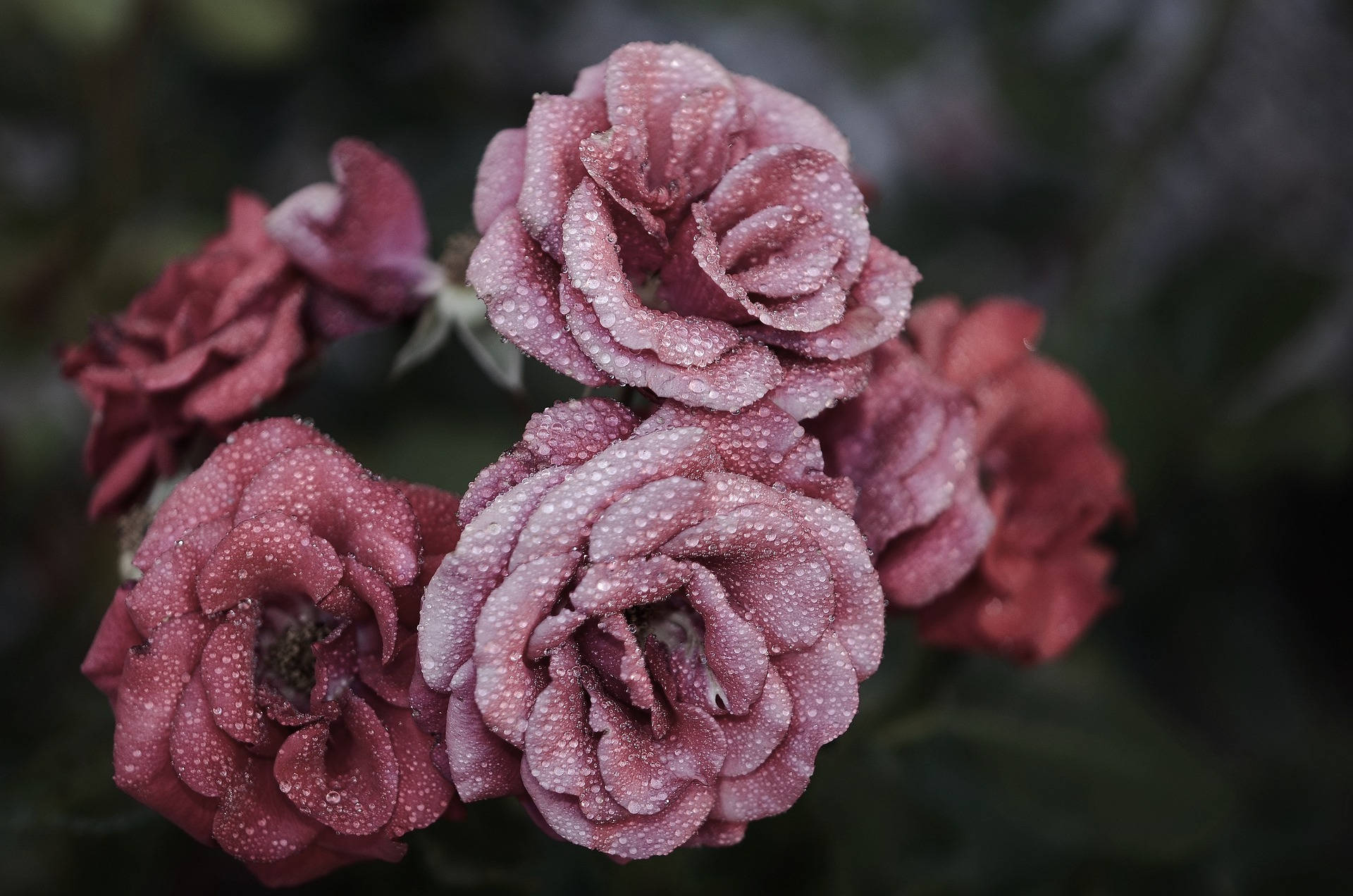 Uzuri wa Waridi wa Petali za Pink Picha ya Ukuta