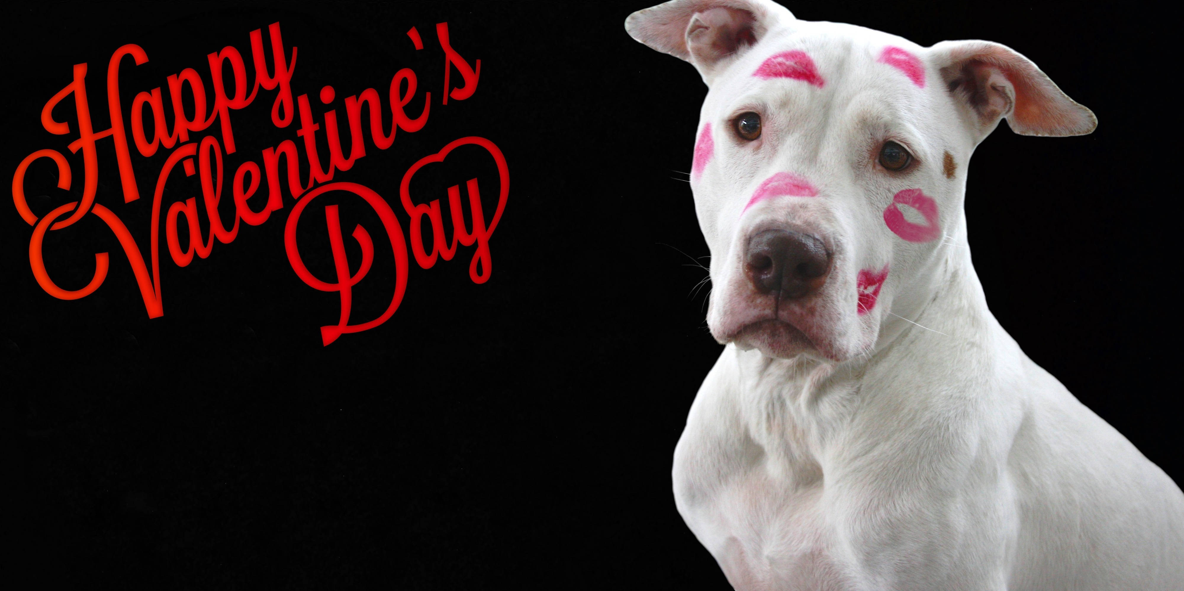 Siku ya Valentines Dog Funny Picha ya Ukuta