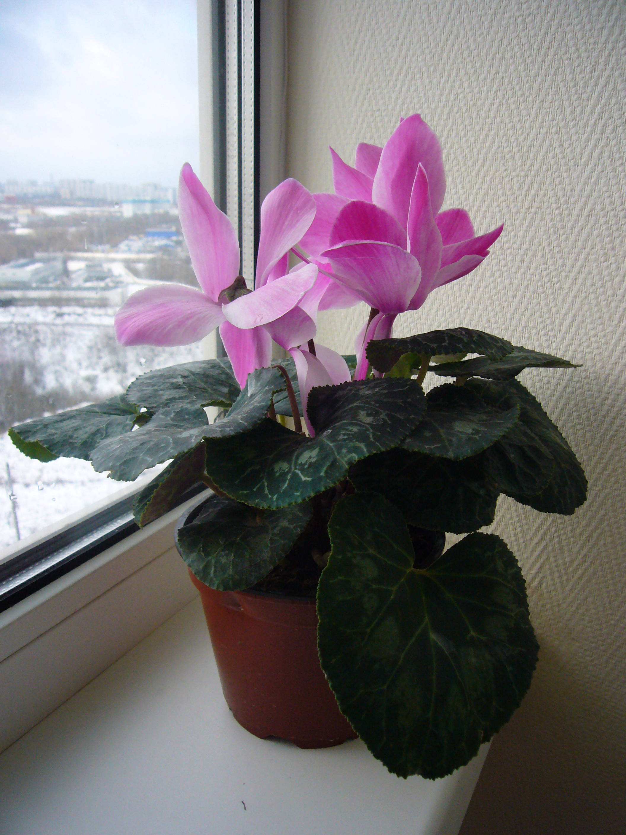 Vibrant Cyclamen House Plant in Bloom Picha ya Ukuta