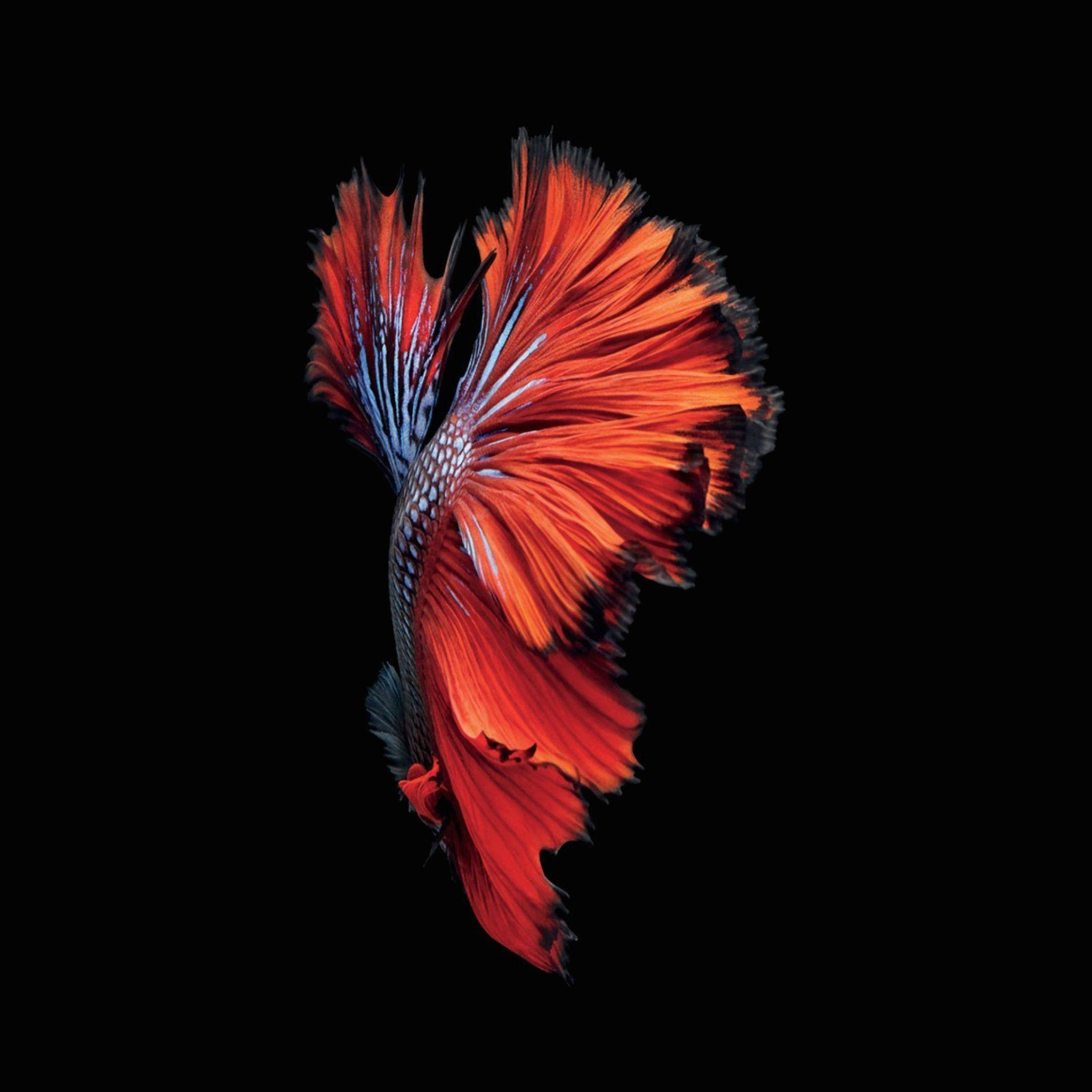 Vibrant Siamese Fish Streaming Through a Sea of Color Picha ya Ukuta