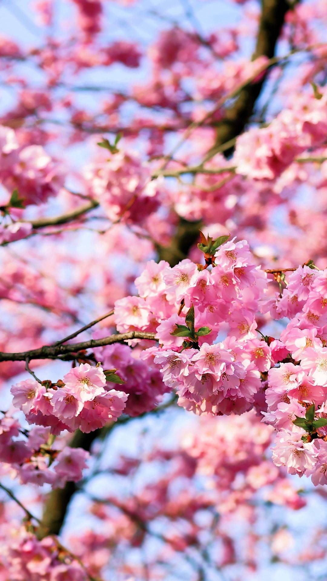 Vifungu Vya Maua Ya Cherry Blossom Picha ya Ukuta