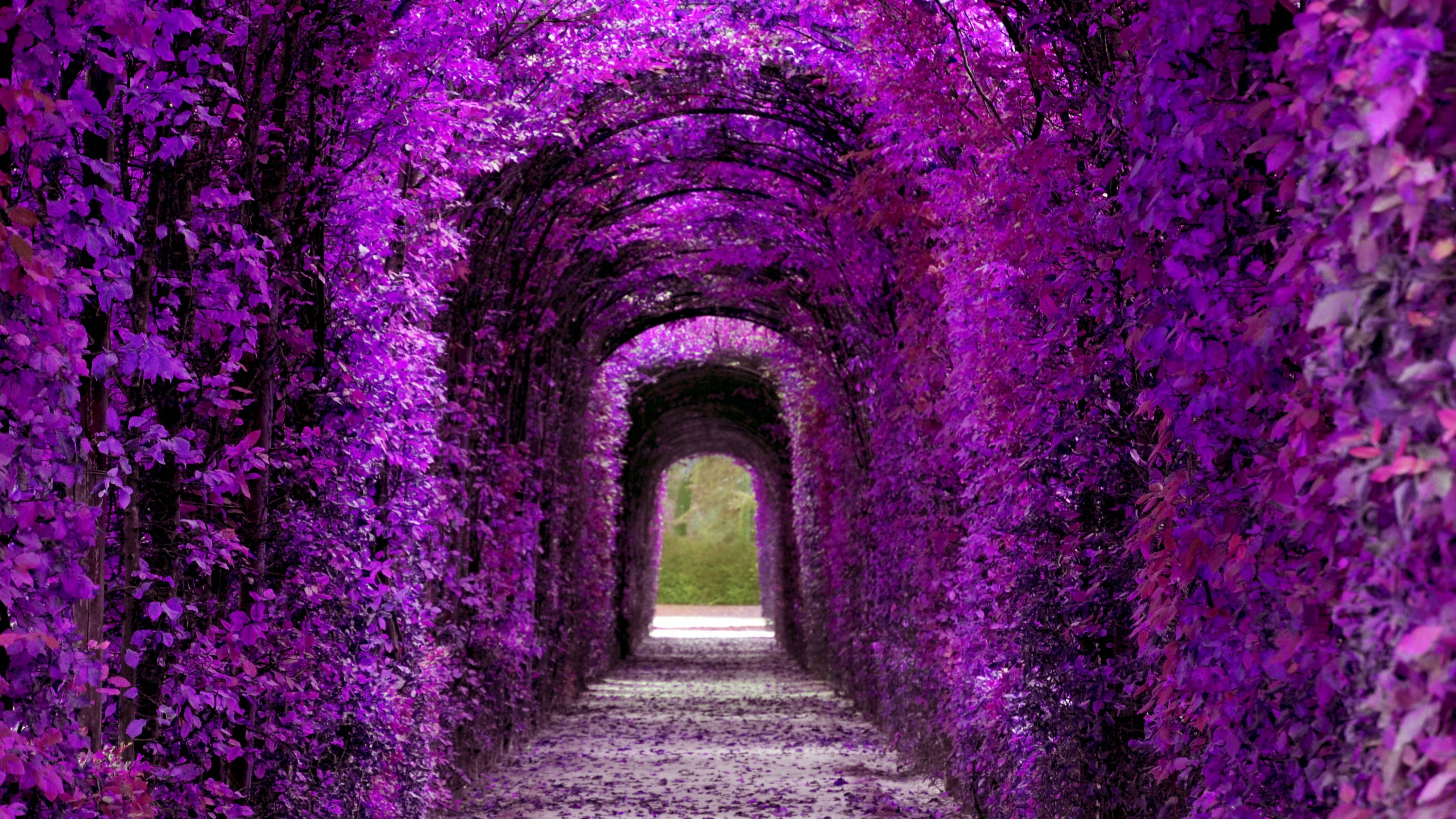 Violet Aesthetic Plant Tunnel Picha ya Ukuta