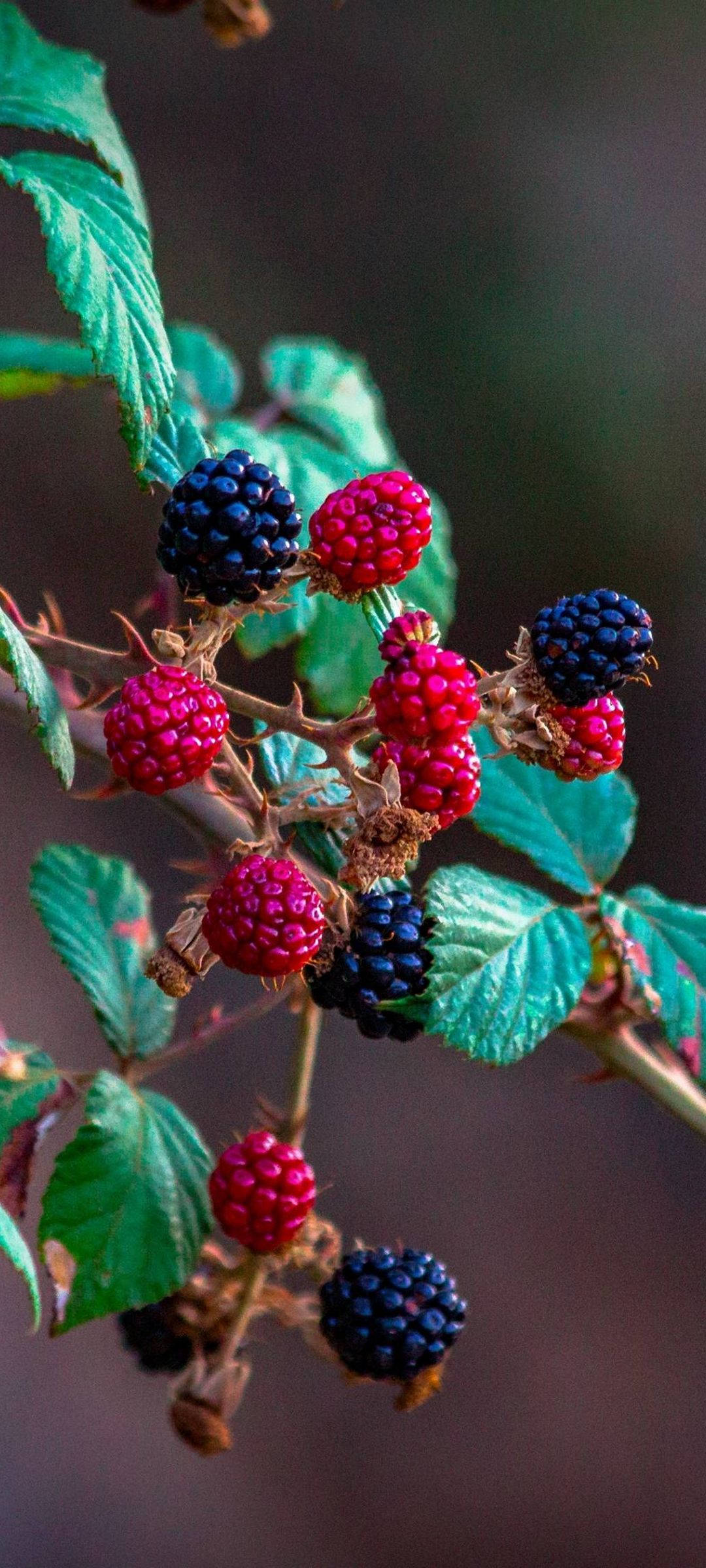 Vivo V20 Berry Bush Picha ya Ukuta