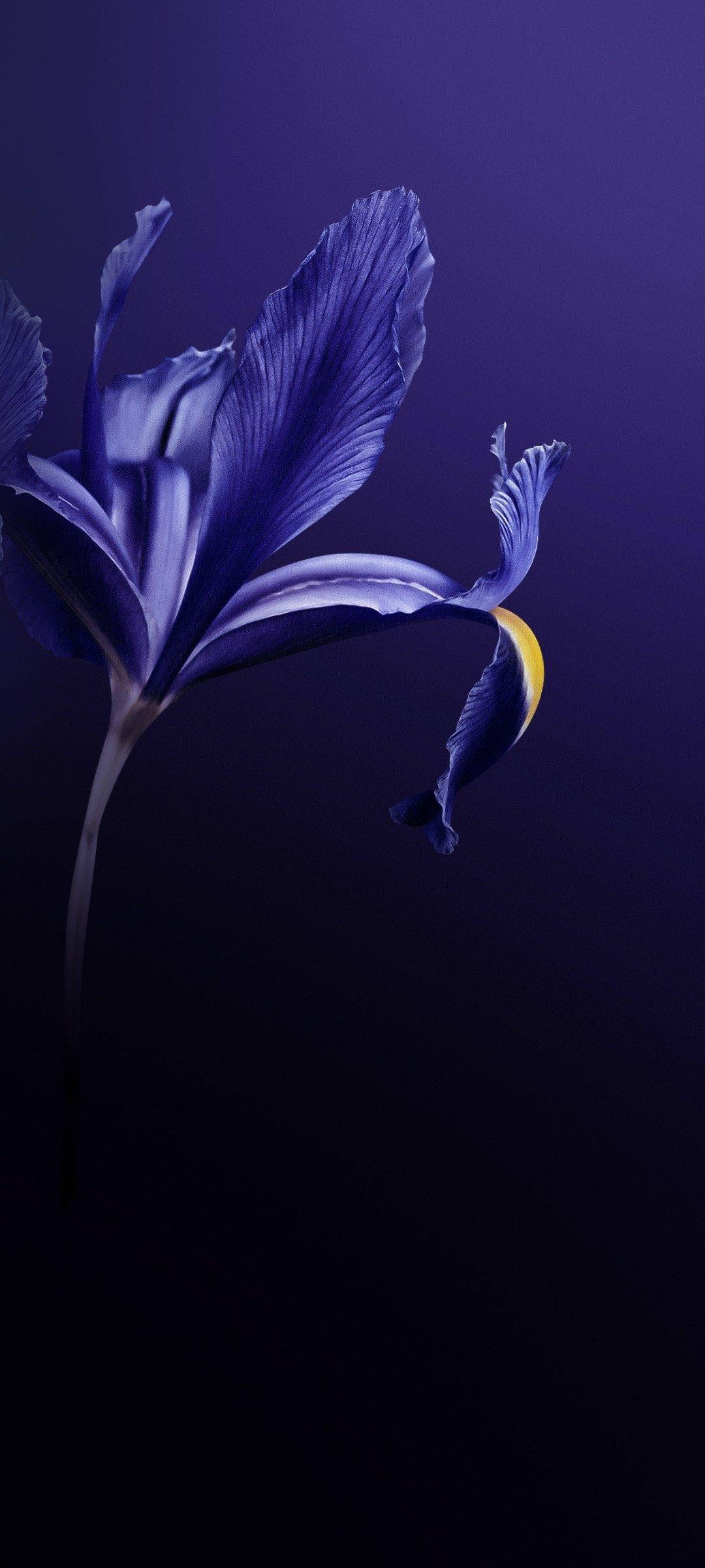 Vivo V20 Purple Flower Picha ya Ukuta