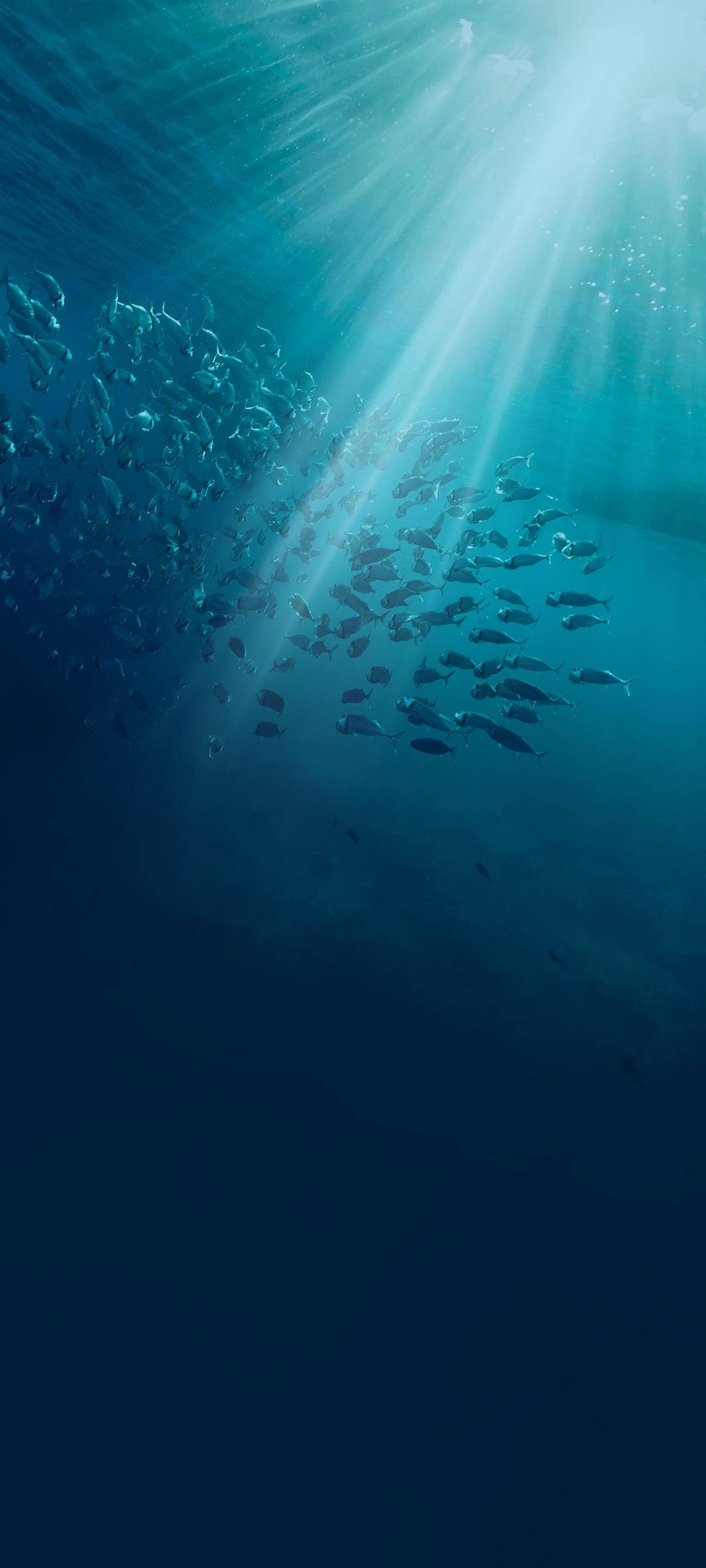Vivo V20 Undersea Fish Picha ya Ukuta