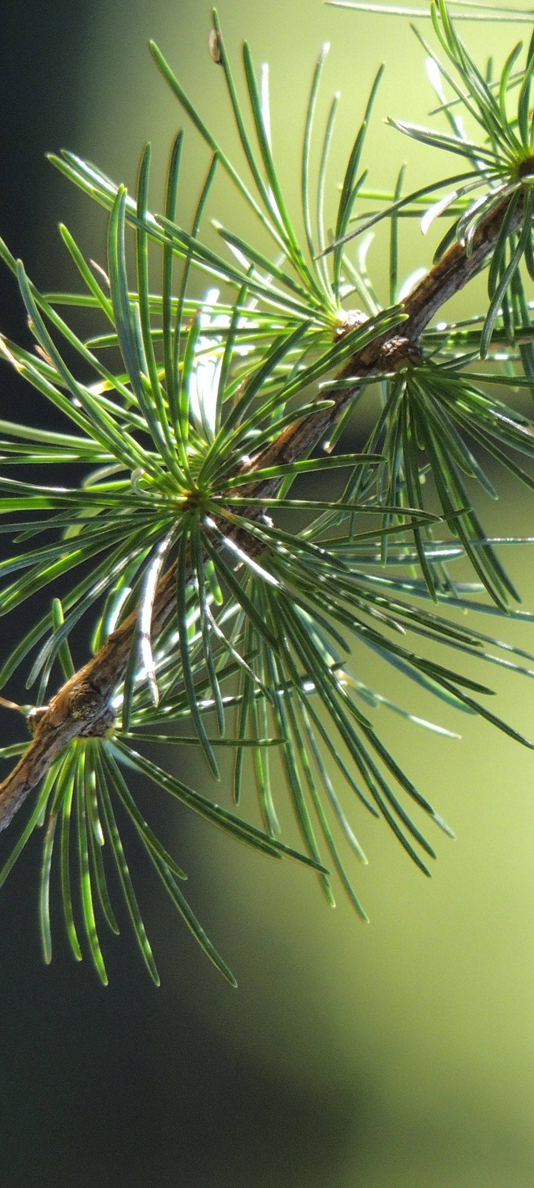 Vivo V20 yenye Mazingira ya Pine Leaf Picha ya Ukuta