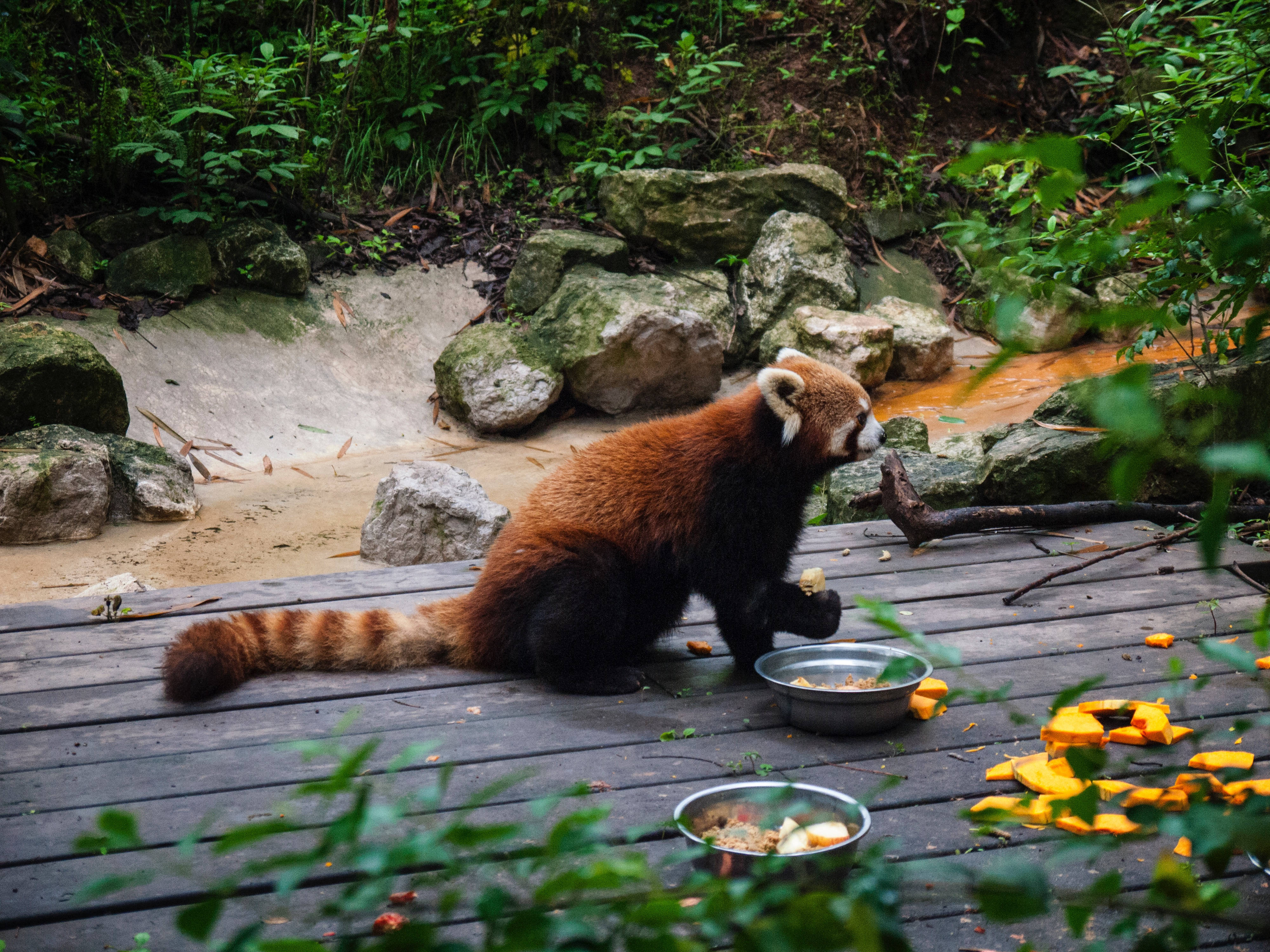 Wakati wa Chakula wa Panda Mwekundu Picha ya Ukuta