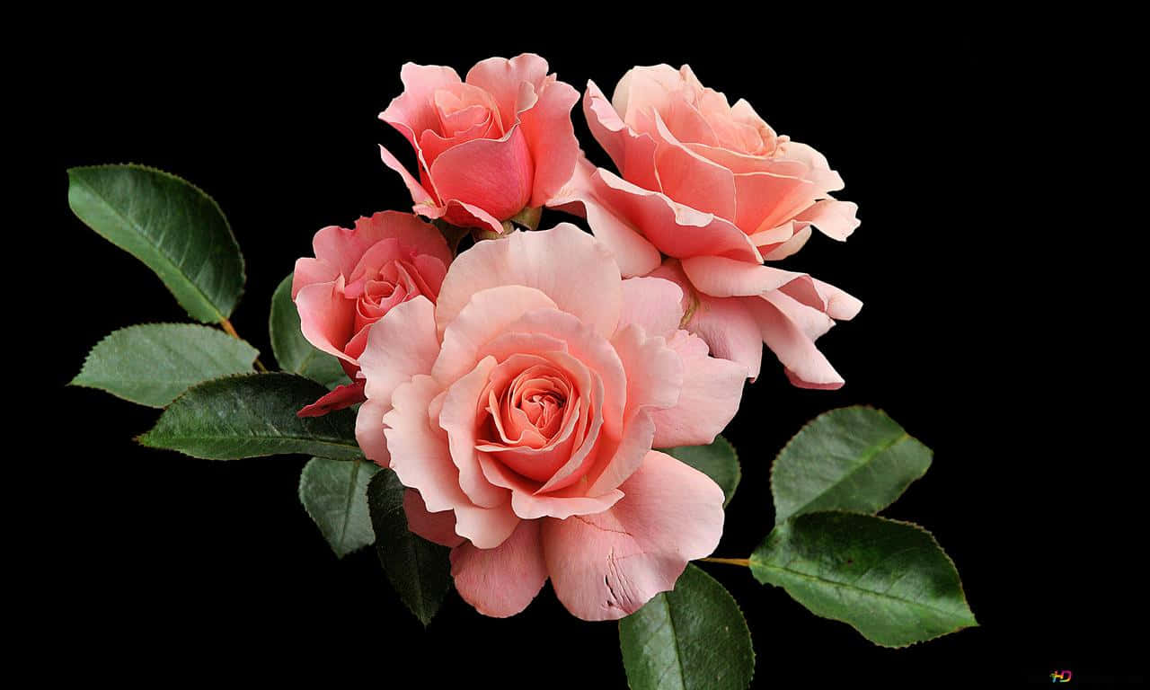Waridi la Pinki 1280x768 Picha ya Ukuta