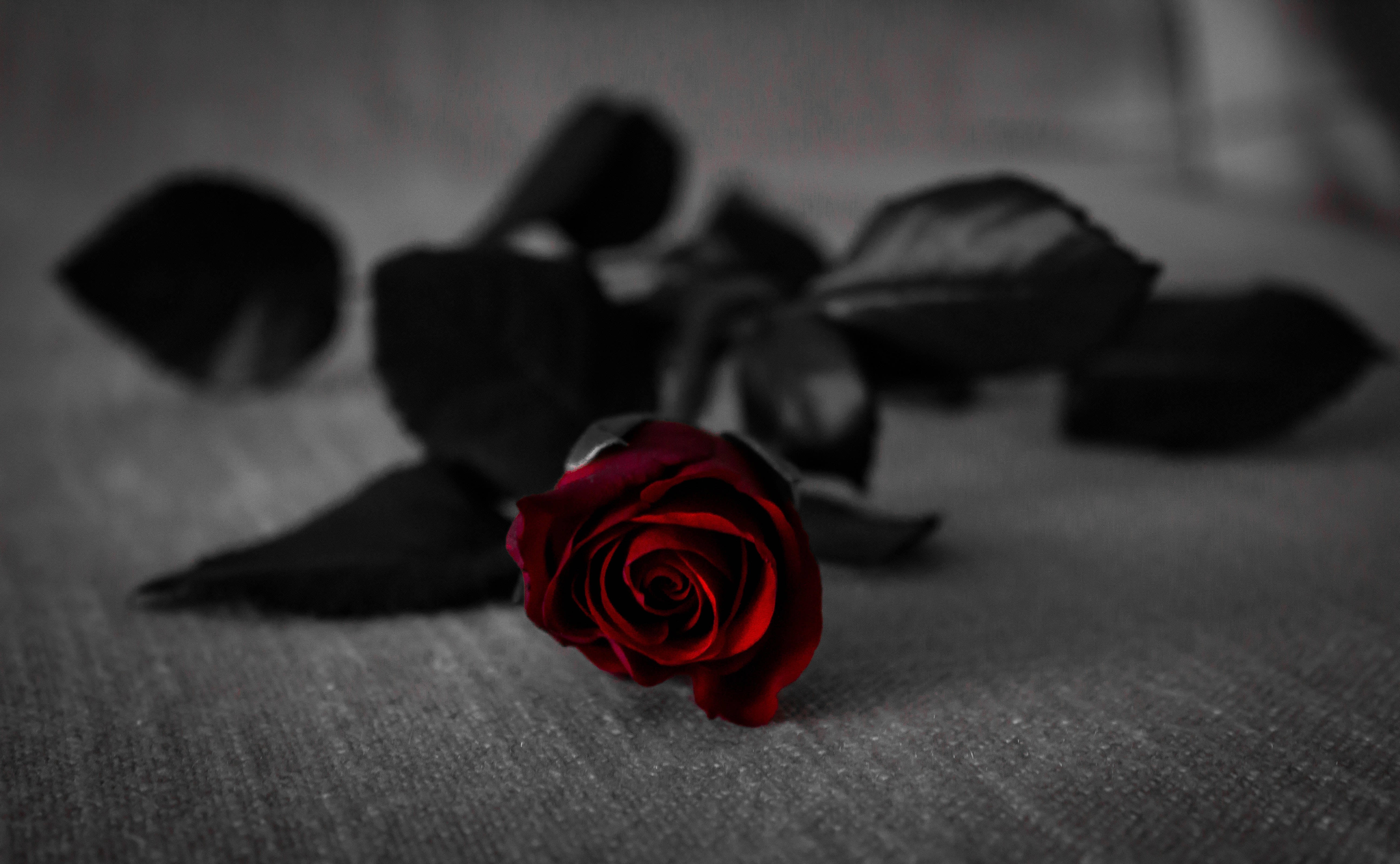 Waridi Mwekundu Mweusi Safi Picha ya Ukuta
