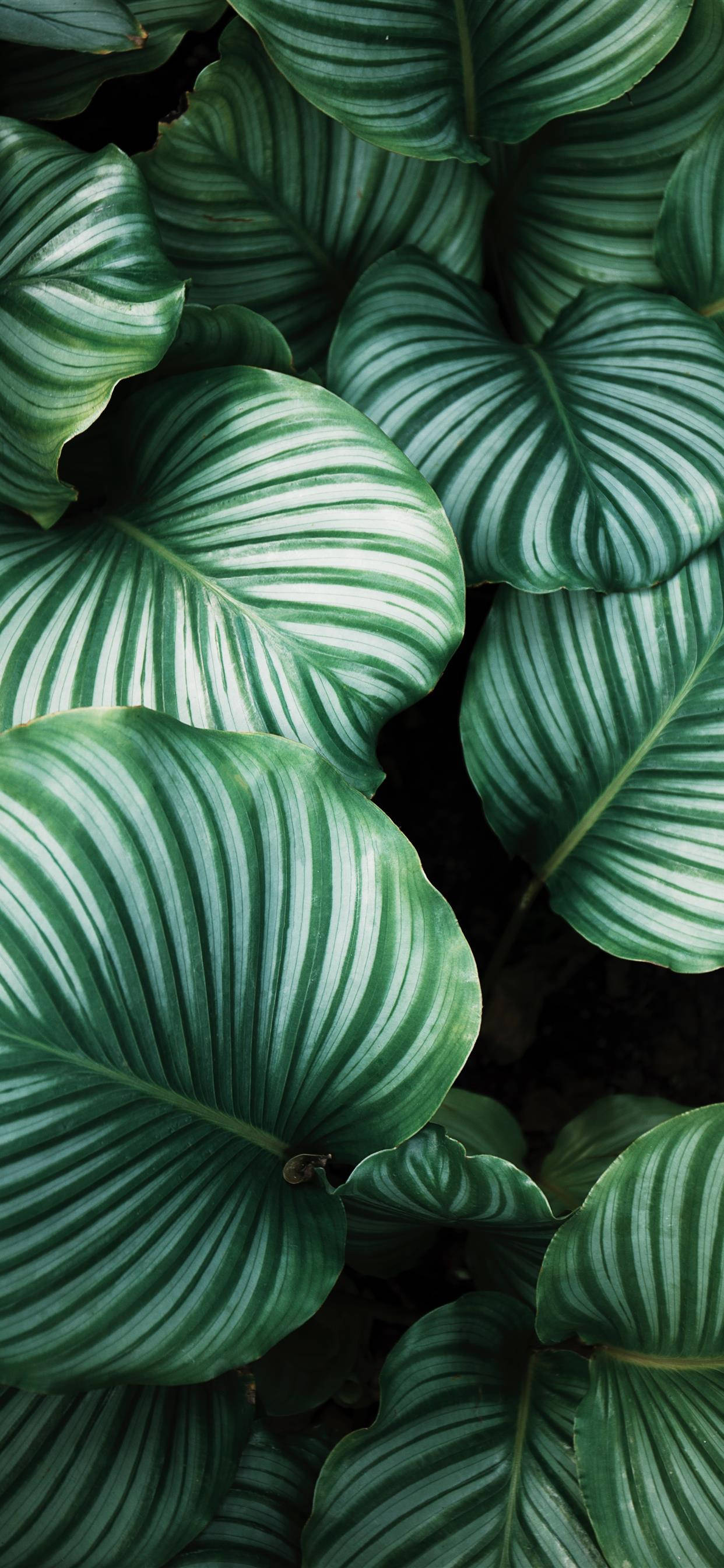 Wasiliana na asili - Download Plants iPhone Wallpapers Picha ya Ukuta