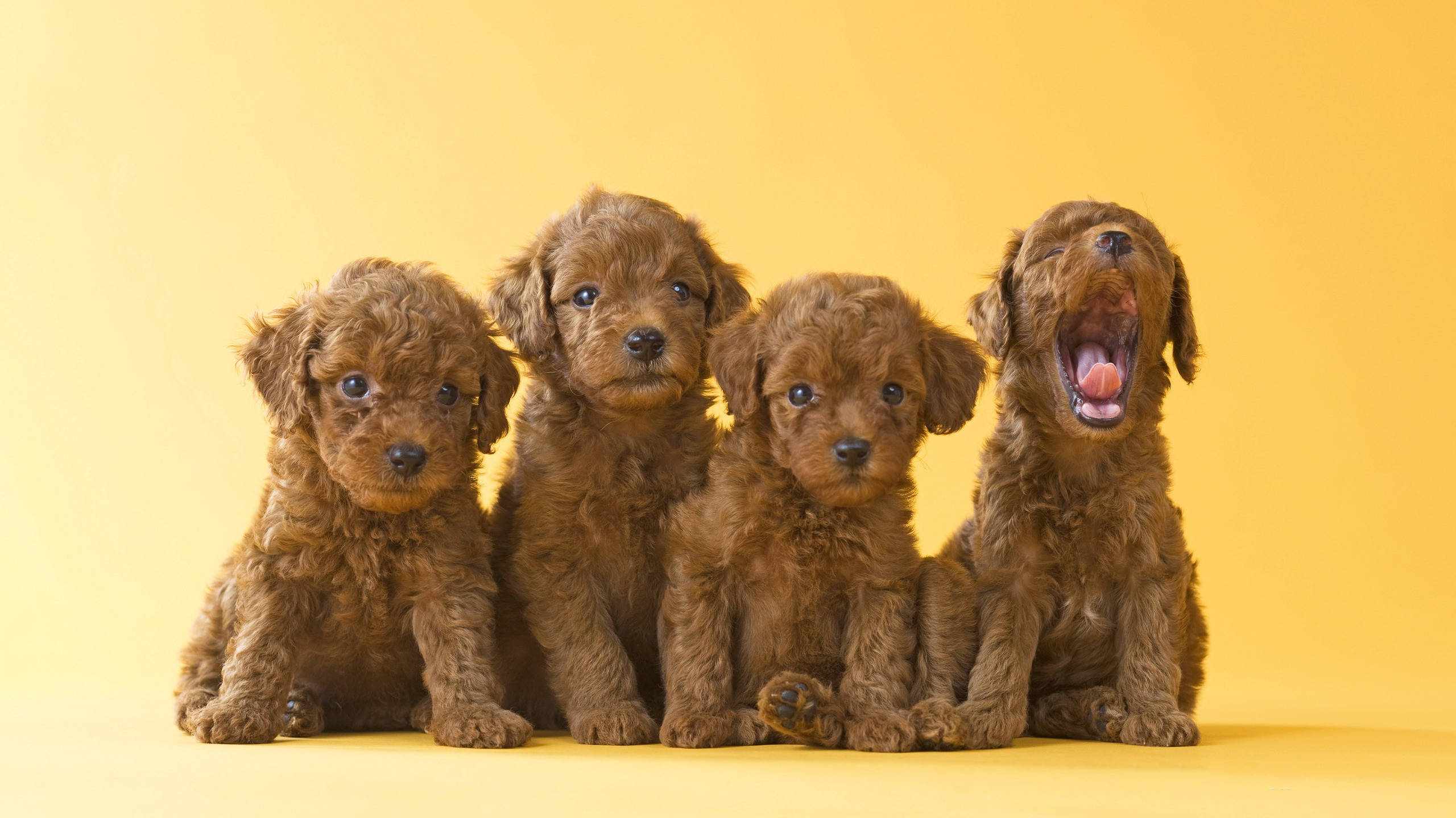 Watoto wa Mbwa wa Toy Poodle wa Rangi ya Kahawia Waliotulia Picha ya Ukuta