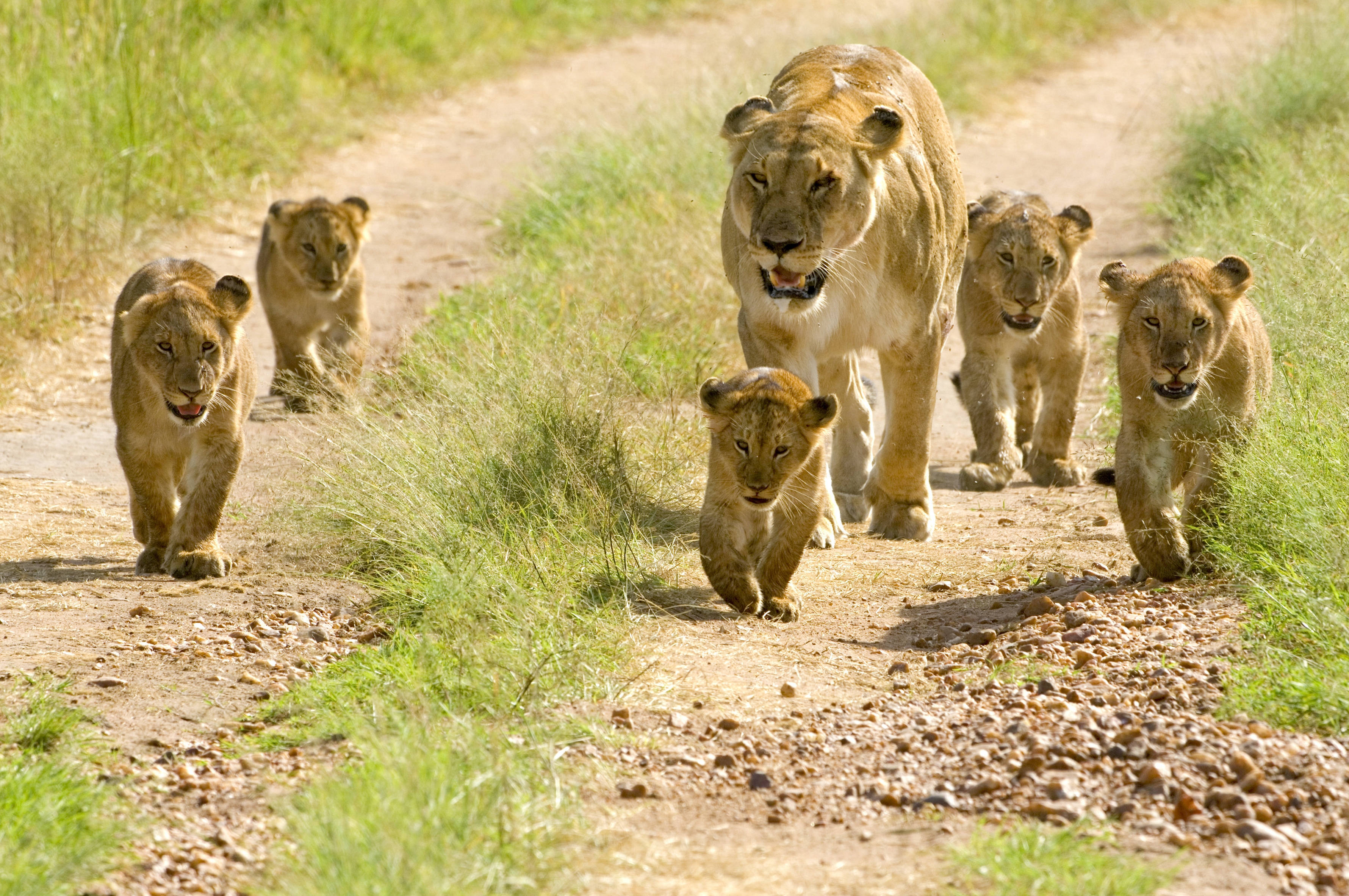 Watoto wa Simba Porini Picha ya Ukuta