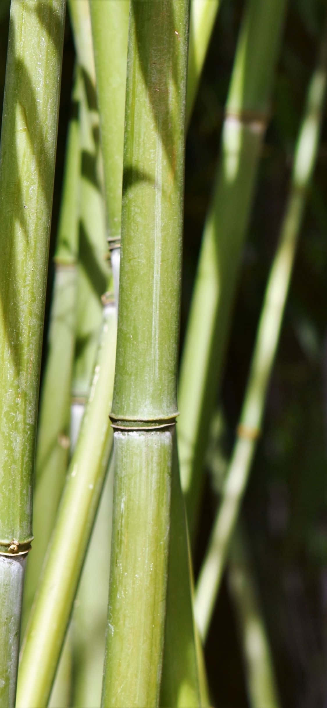 Wea Nature Ndani ya Nyumba Yako na Green Bamboo Picha ya Ukuta