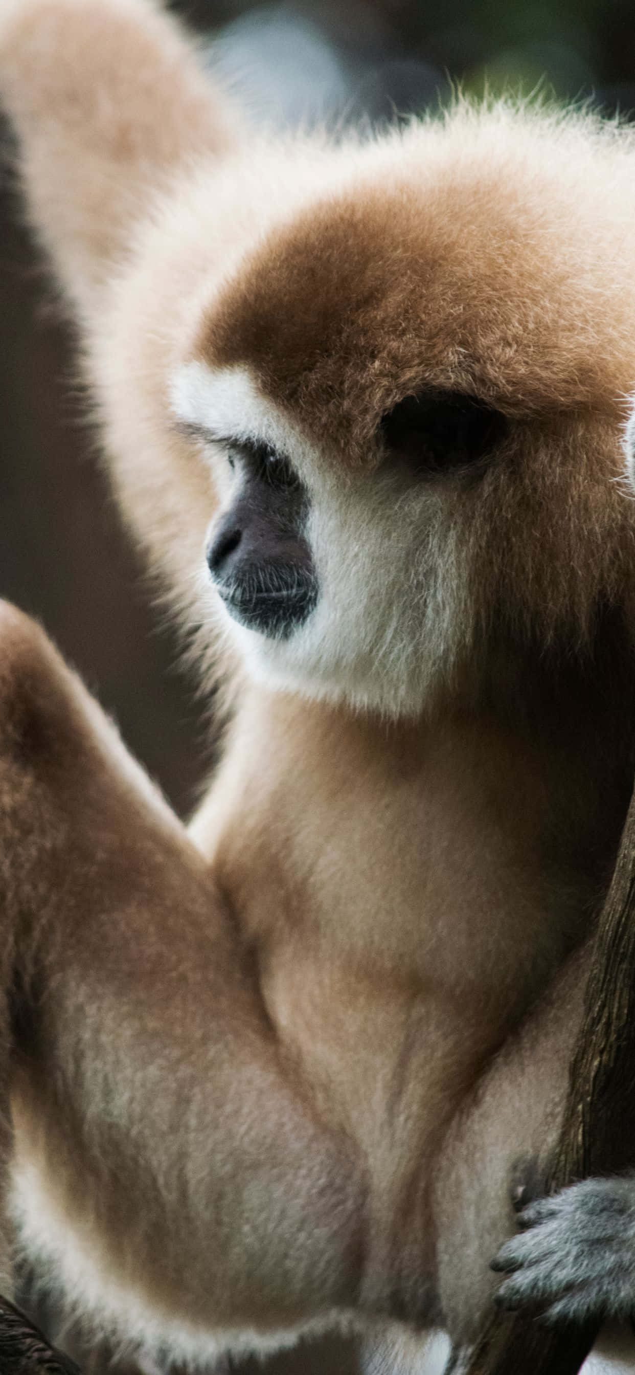 Weka Mwenyewe Kuvutiwa na iPhone Xs Max Gibbon Picha ya Ukuta