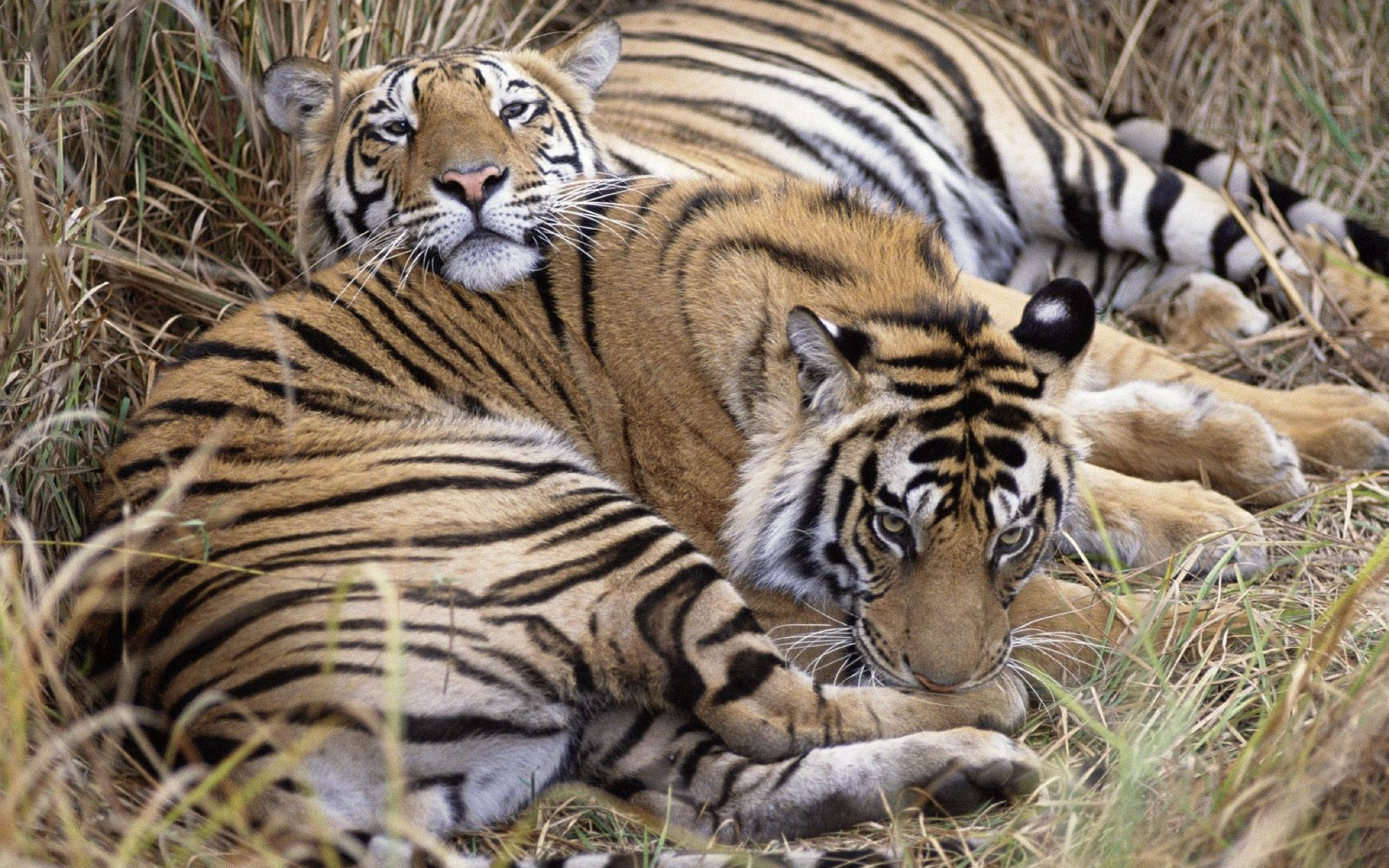 Wenzi wawili wa tiger wakipumzika kwenye nyasi Picha ya Ukuta