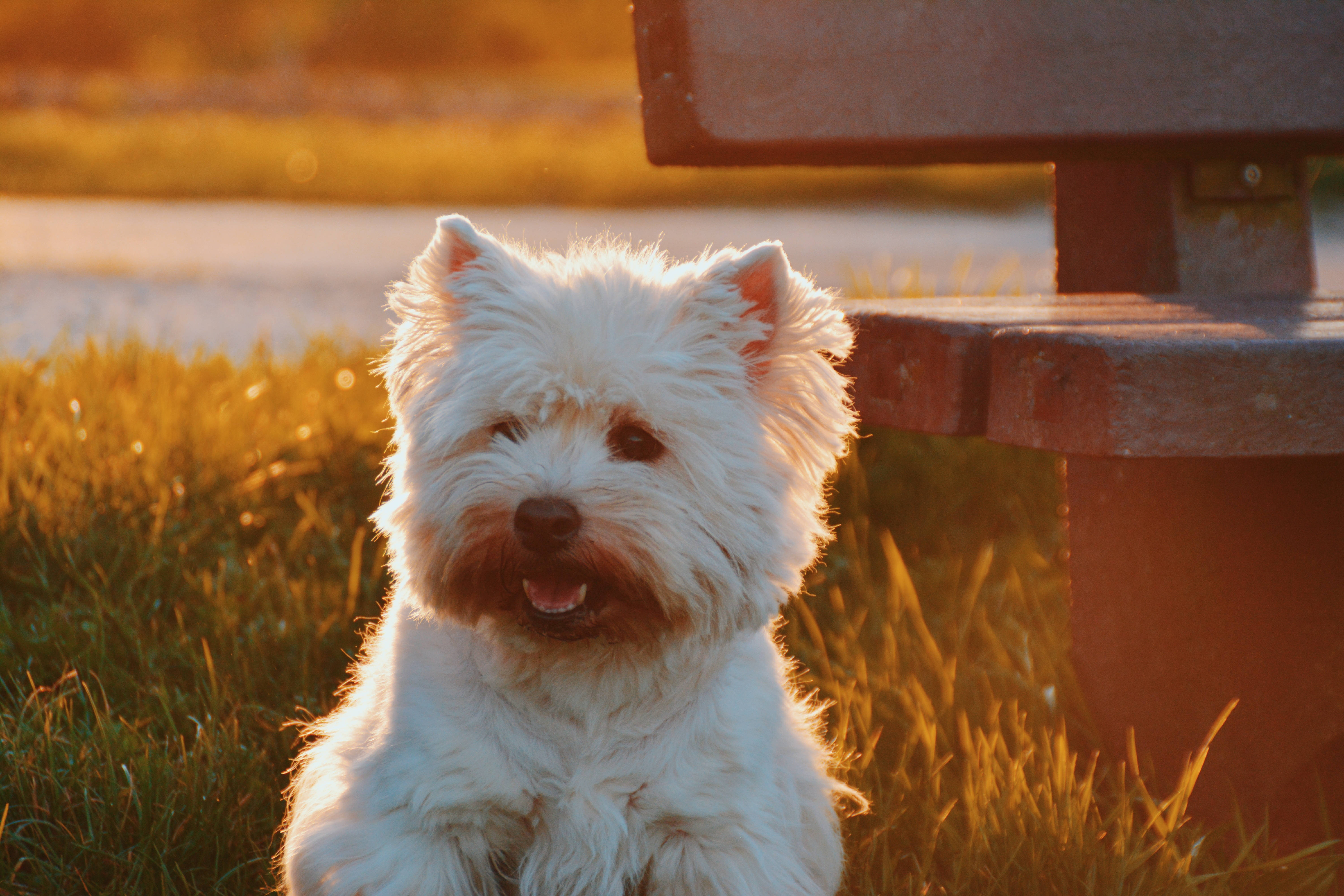 White Westie Akipumzika Katika Machweo Yenye Rangi Picha ya Ukuta