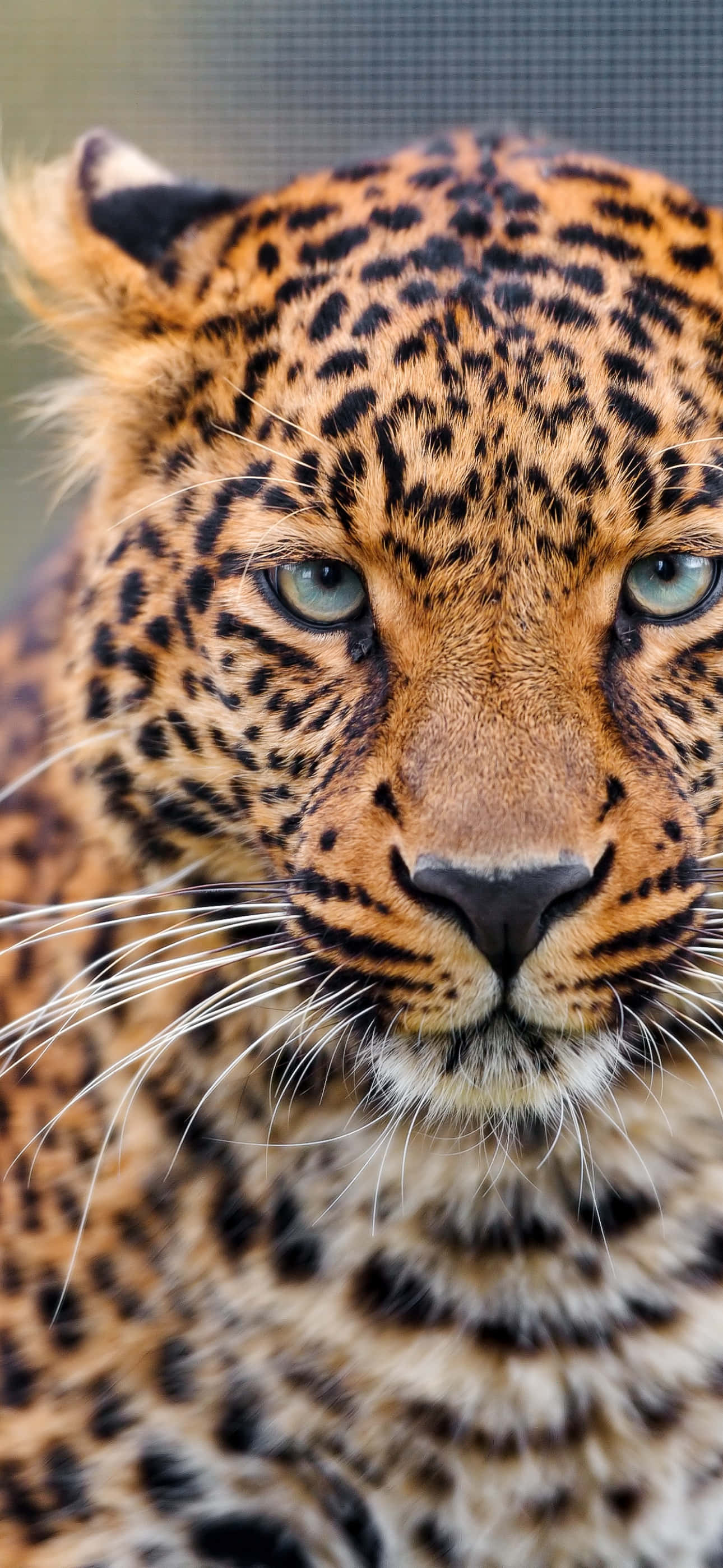 Wild Animal pictures Picha ya Ukuta