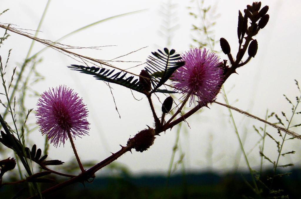 Wild Mimosa Flowers Picha ya Ukuta